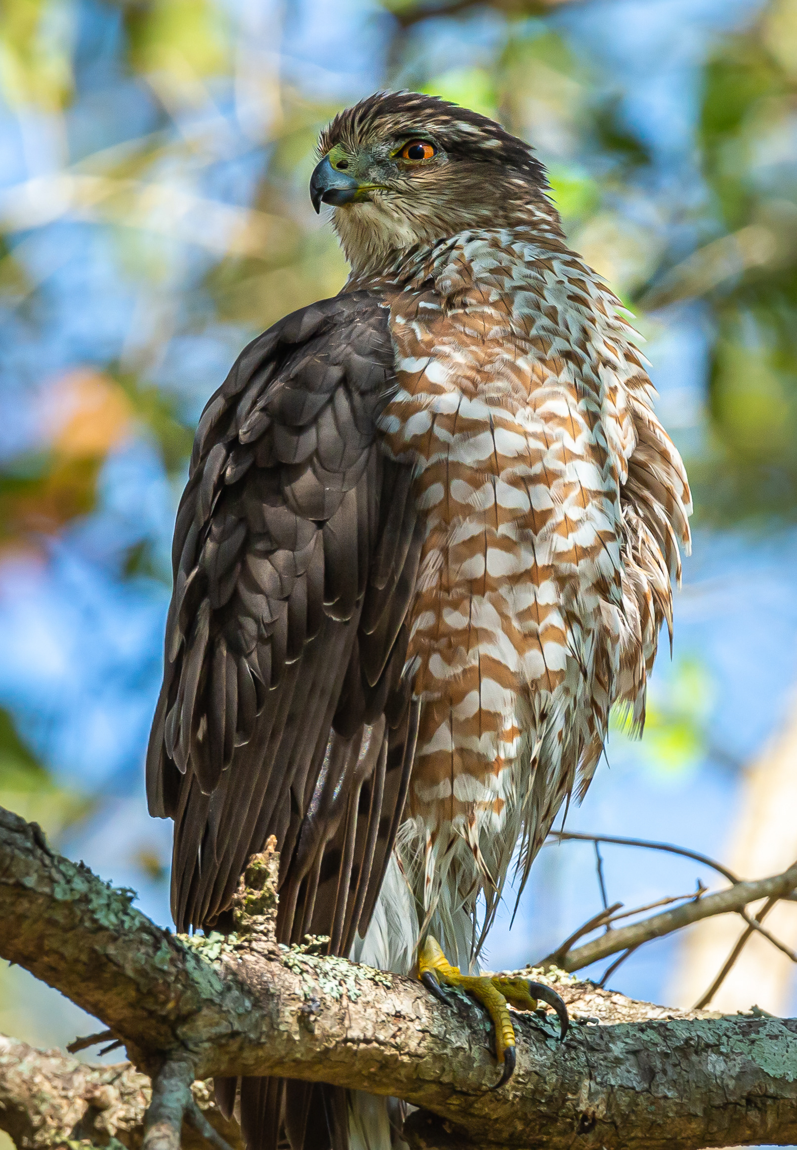 Cooper's Hawk