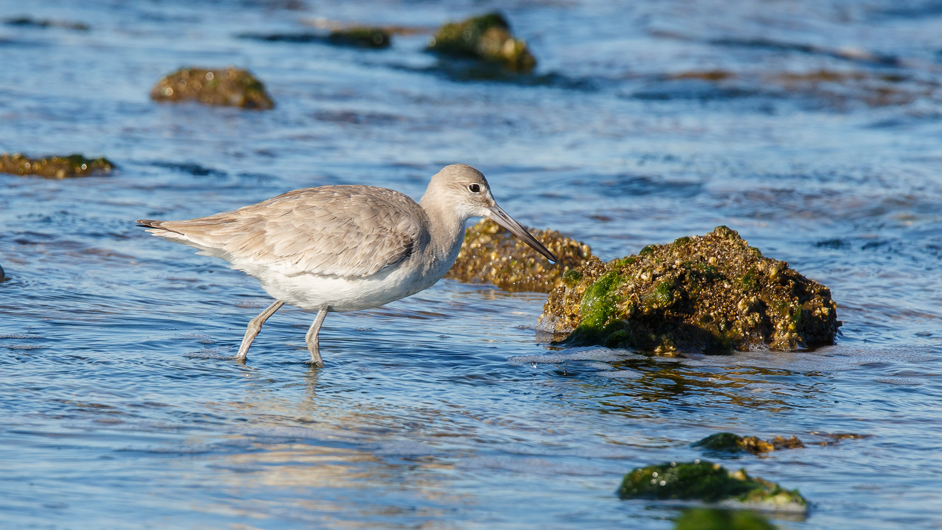 Willet