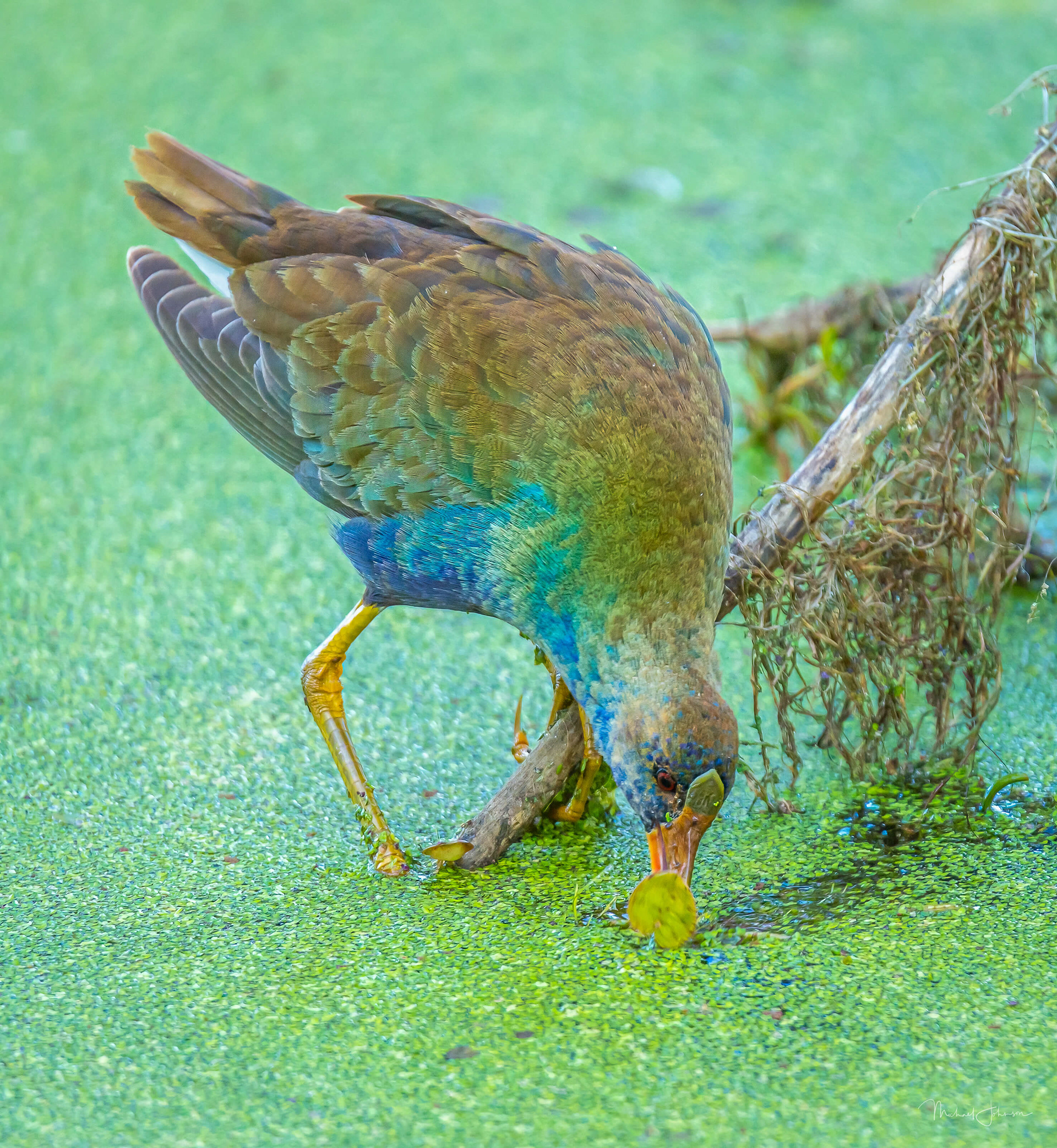 Purple Gallinule
