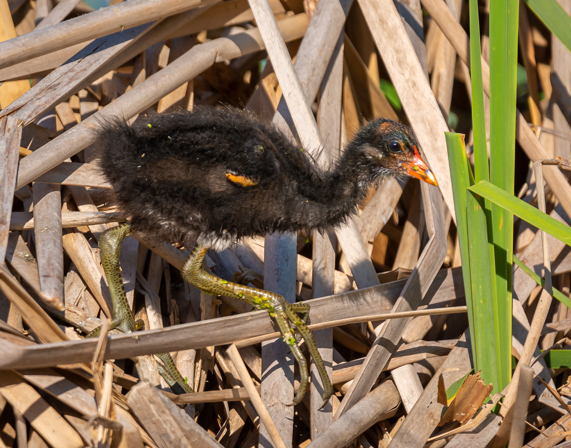 Purple Gallinule Chick