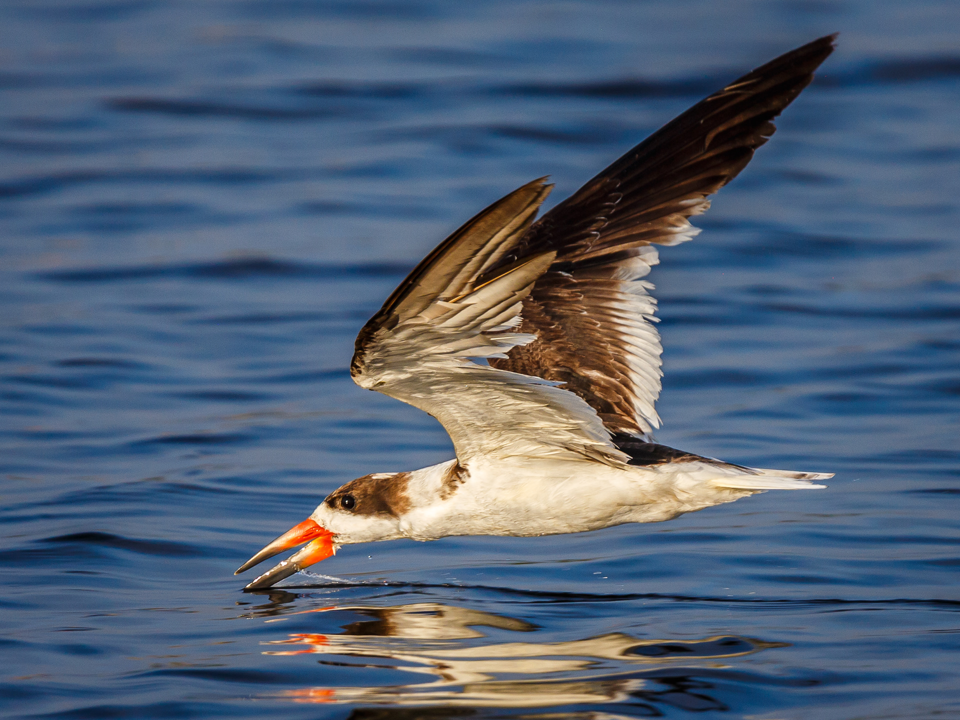 Black Skimmer
