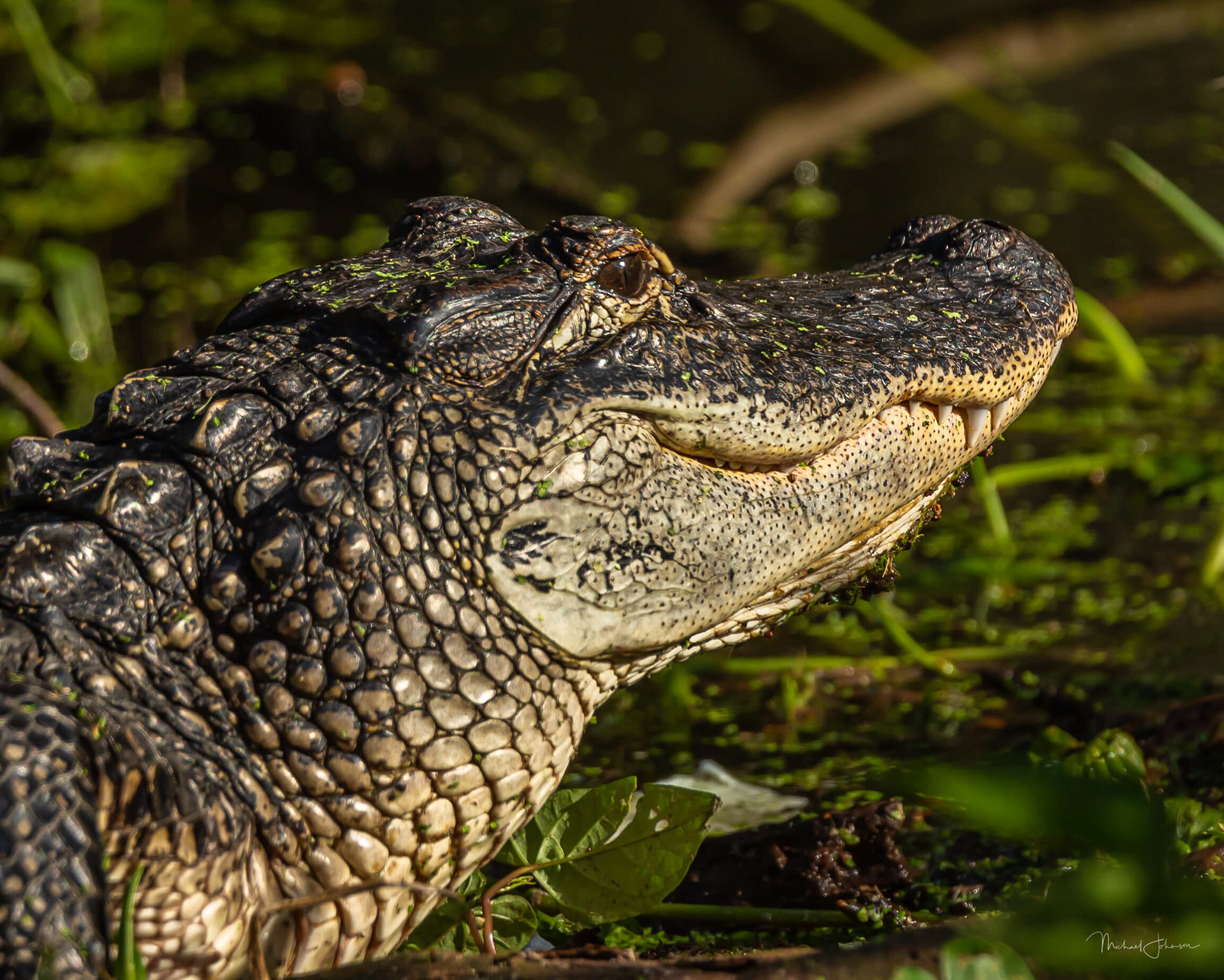 American Alligator