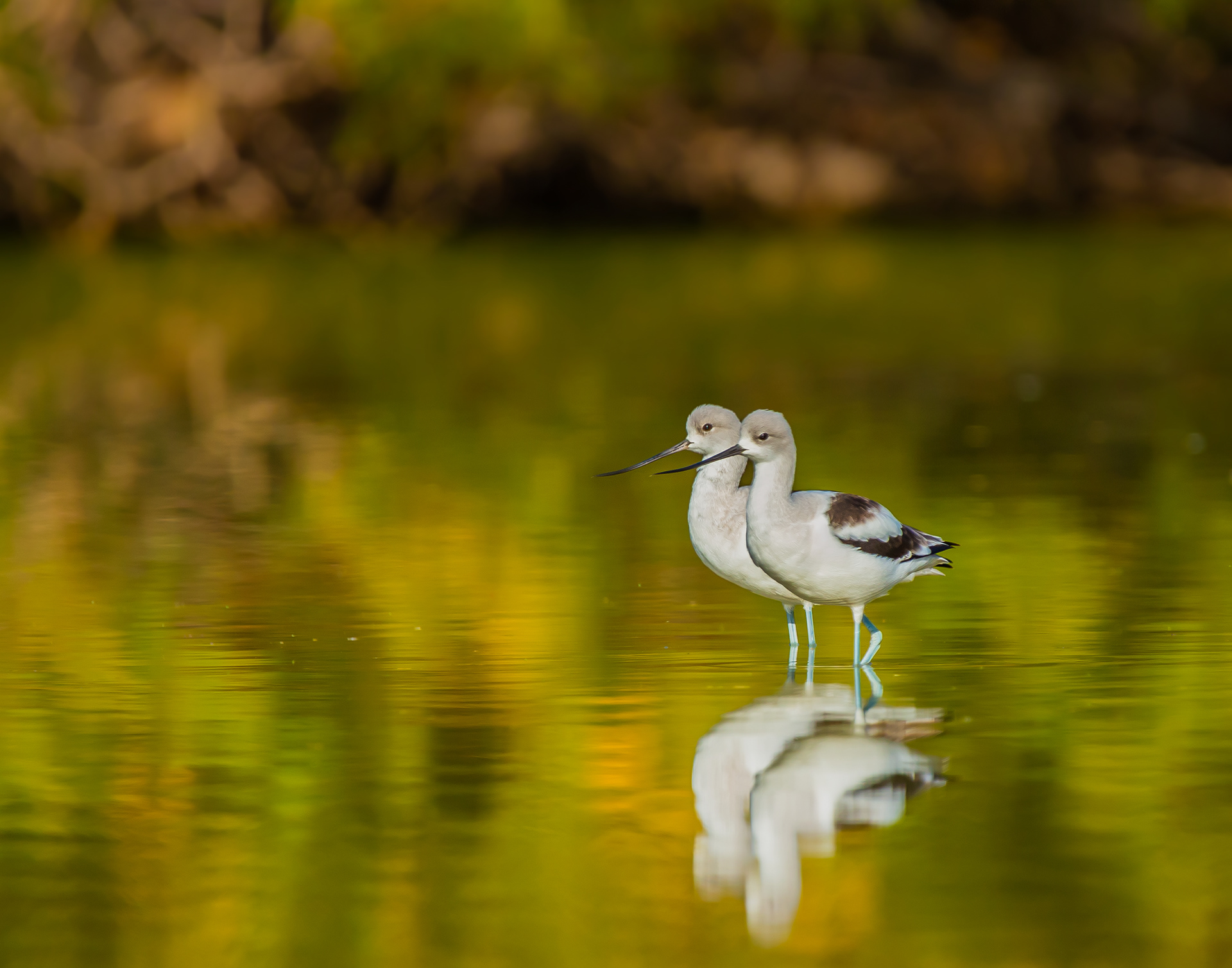 American Avocet