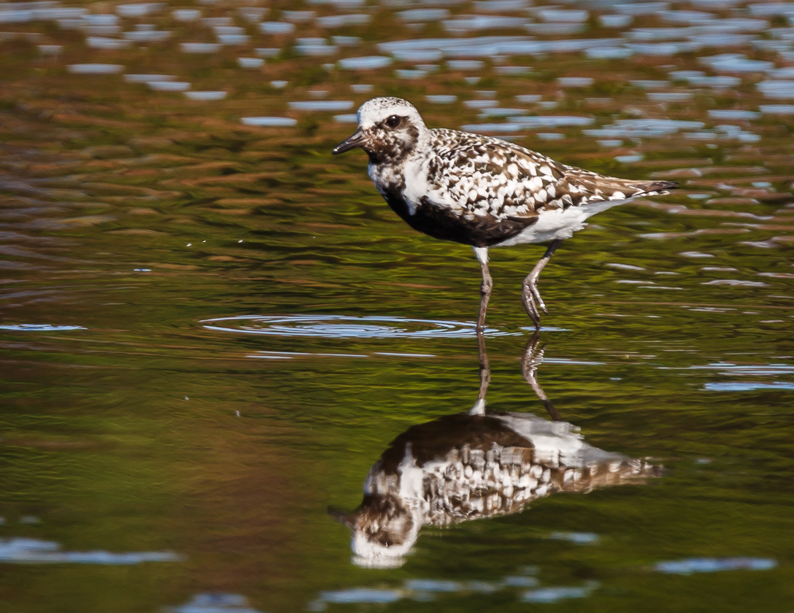 Black-bellied Plover