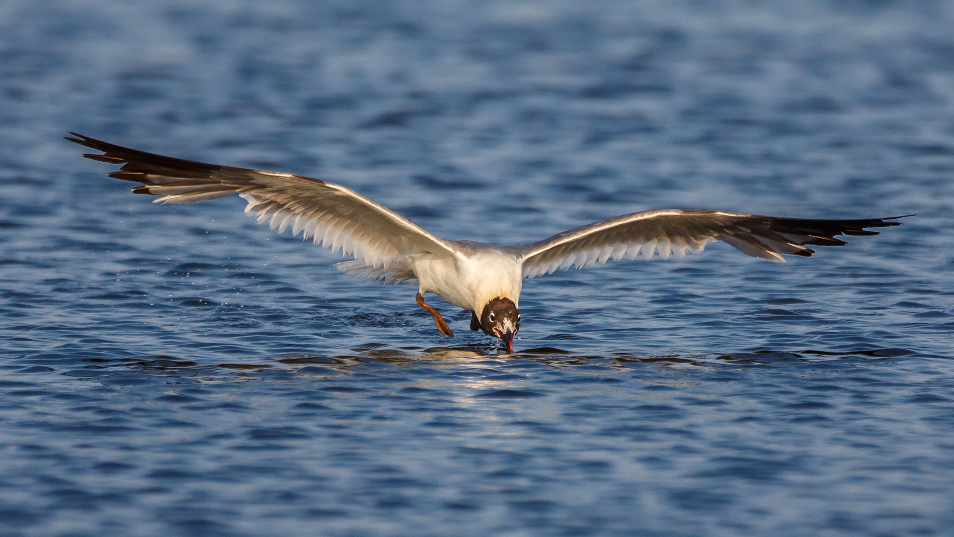 Laughing Gull