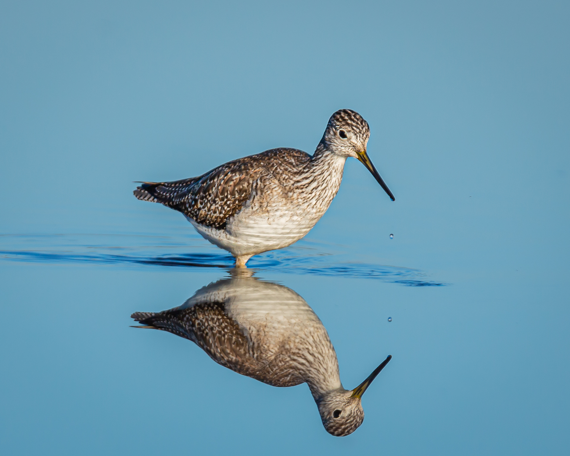 Greater Yellowlegs