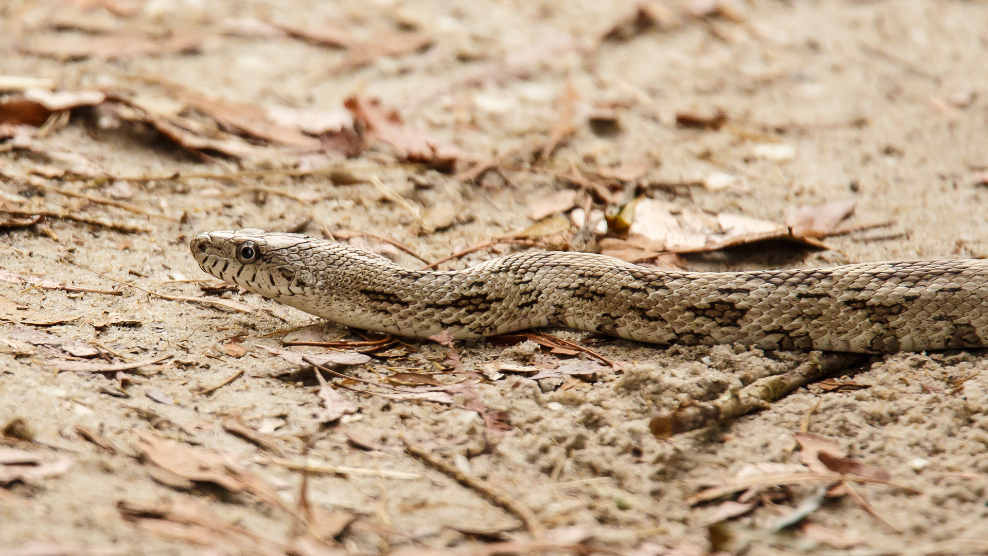 Pinesnake