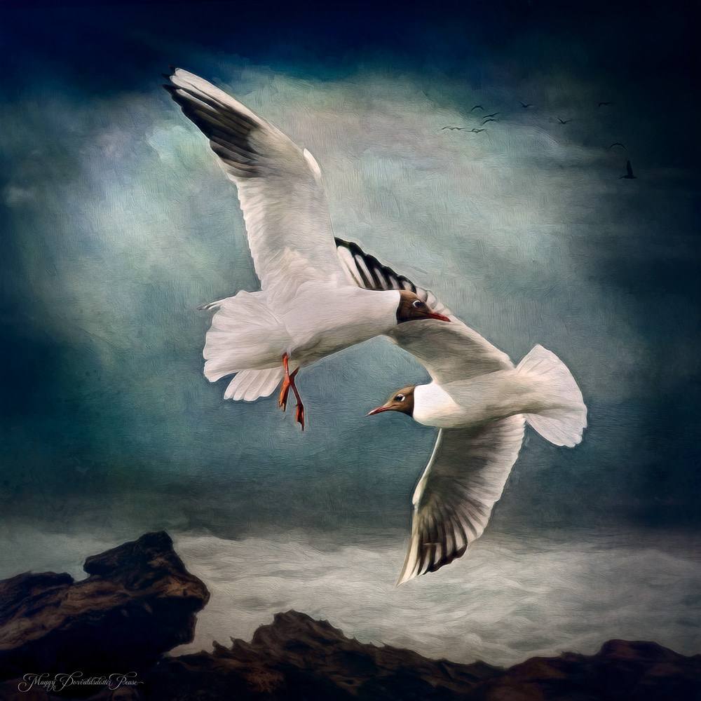 Black Headed Gulls