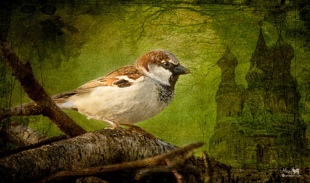 Sparrow