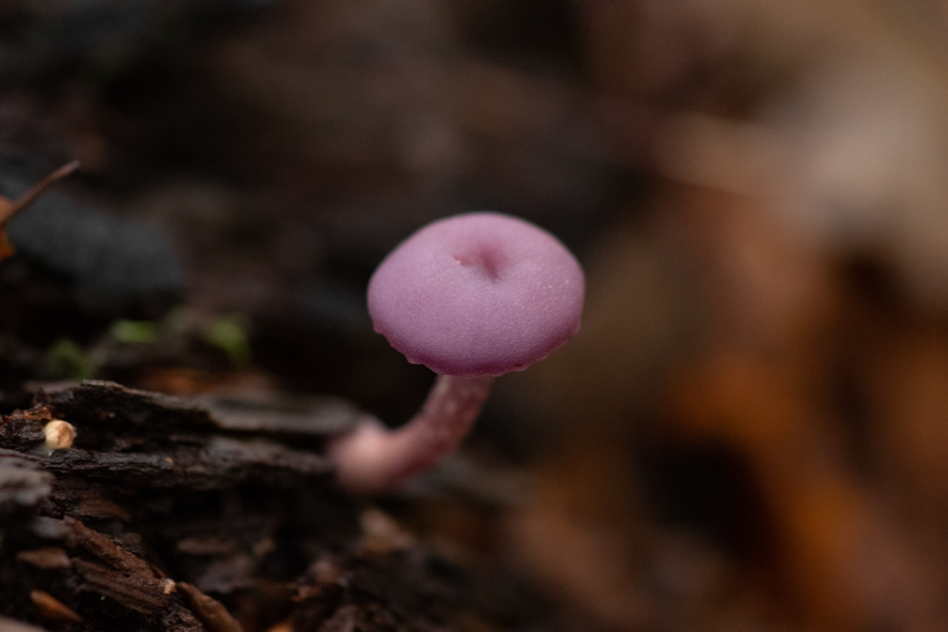 Amethistzwam