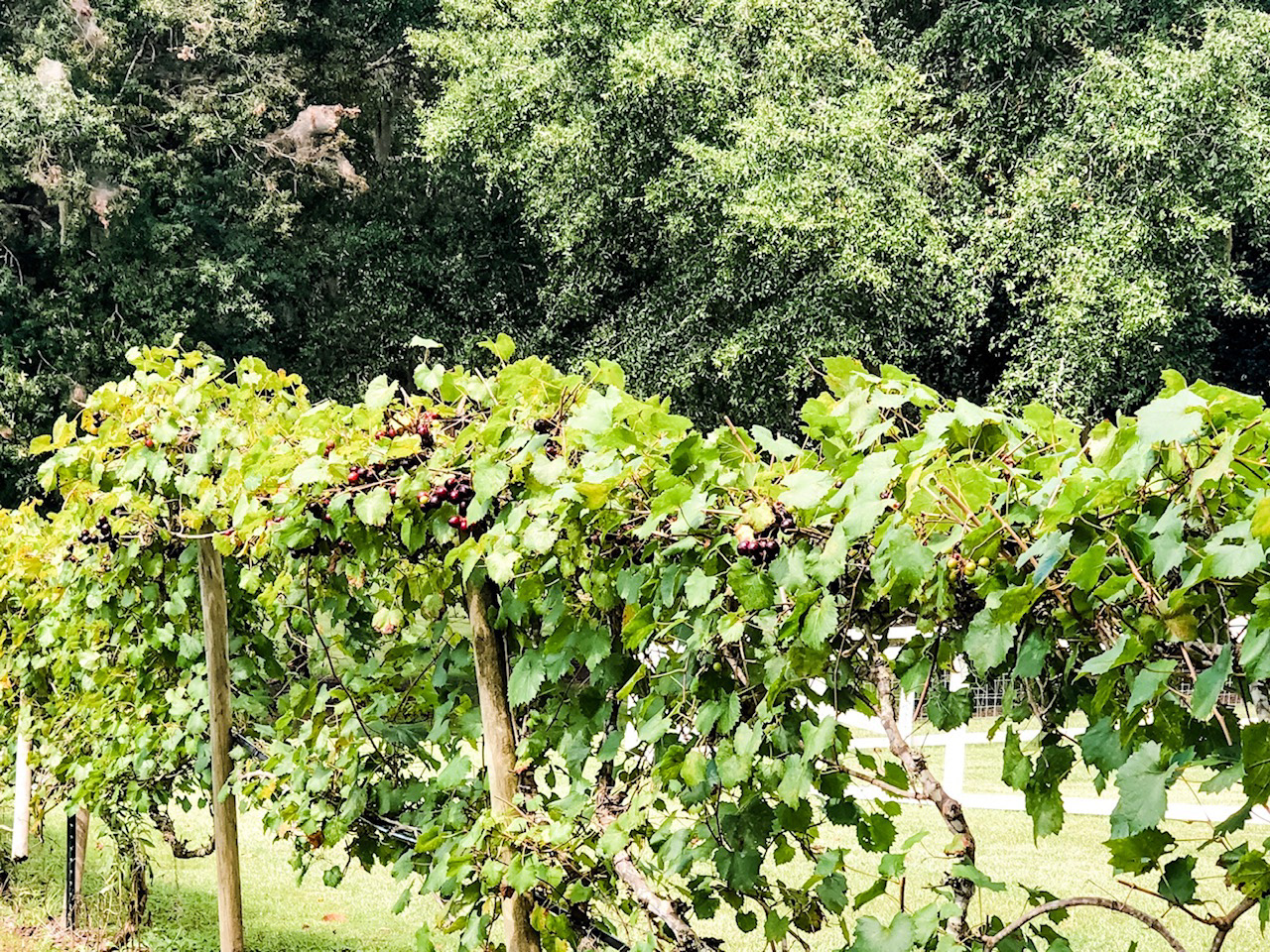 Grapevines in the summer.
