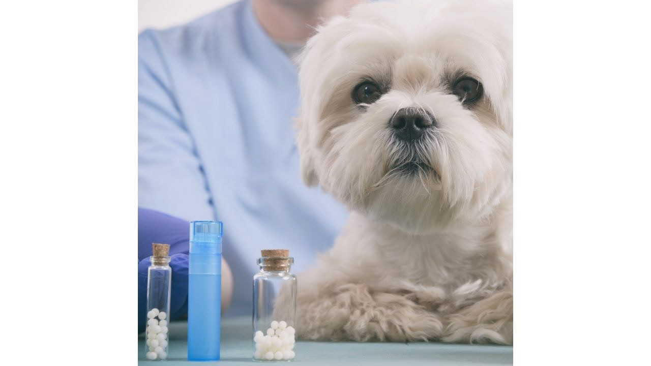 homeopathie-arthrose-chien