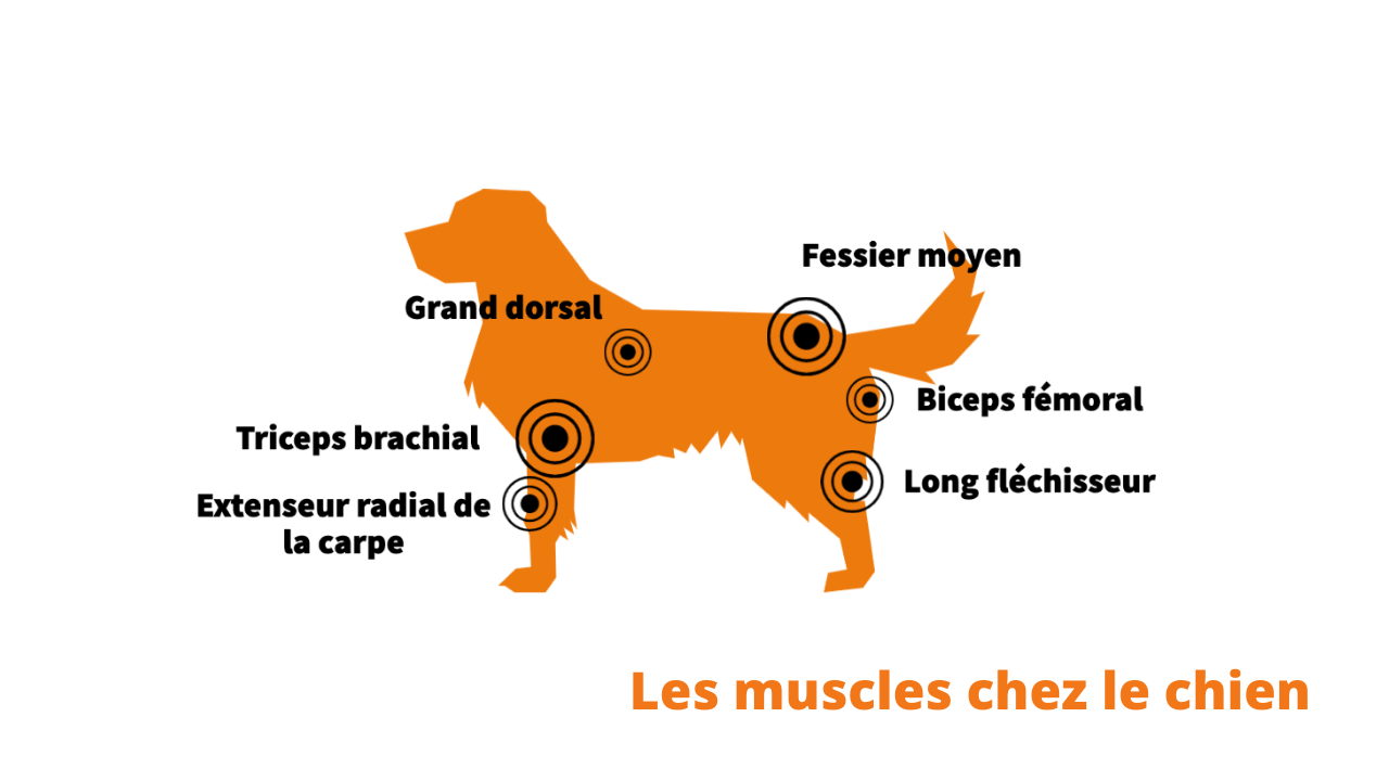 muscles-chiens