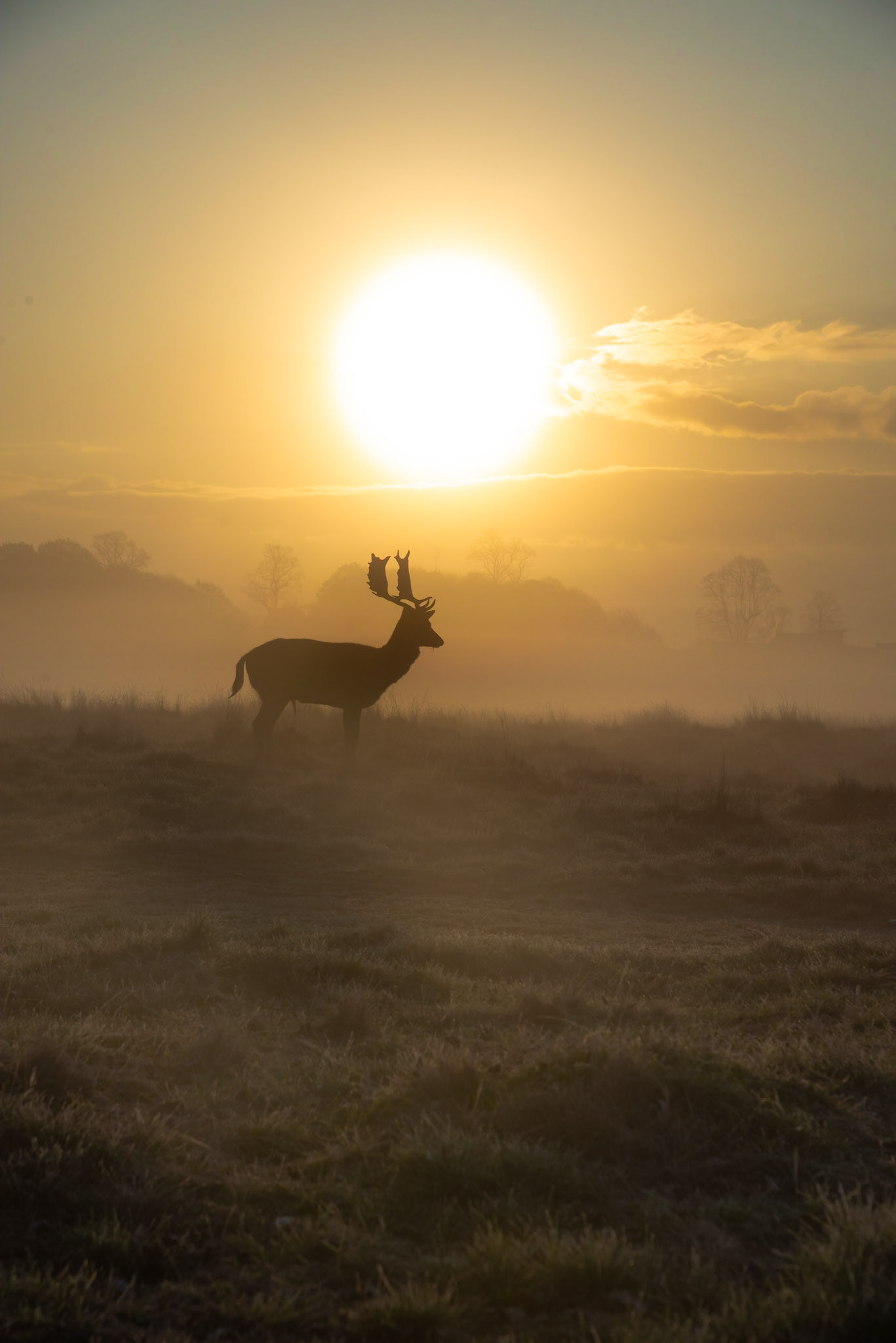 Stag sunrise