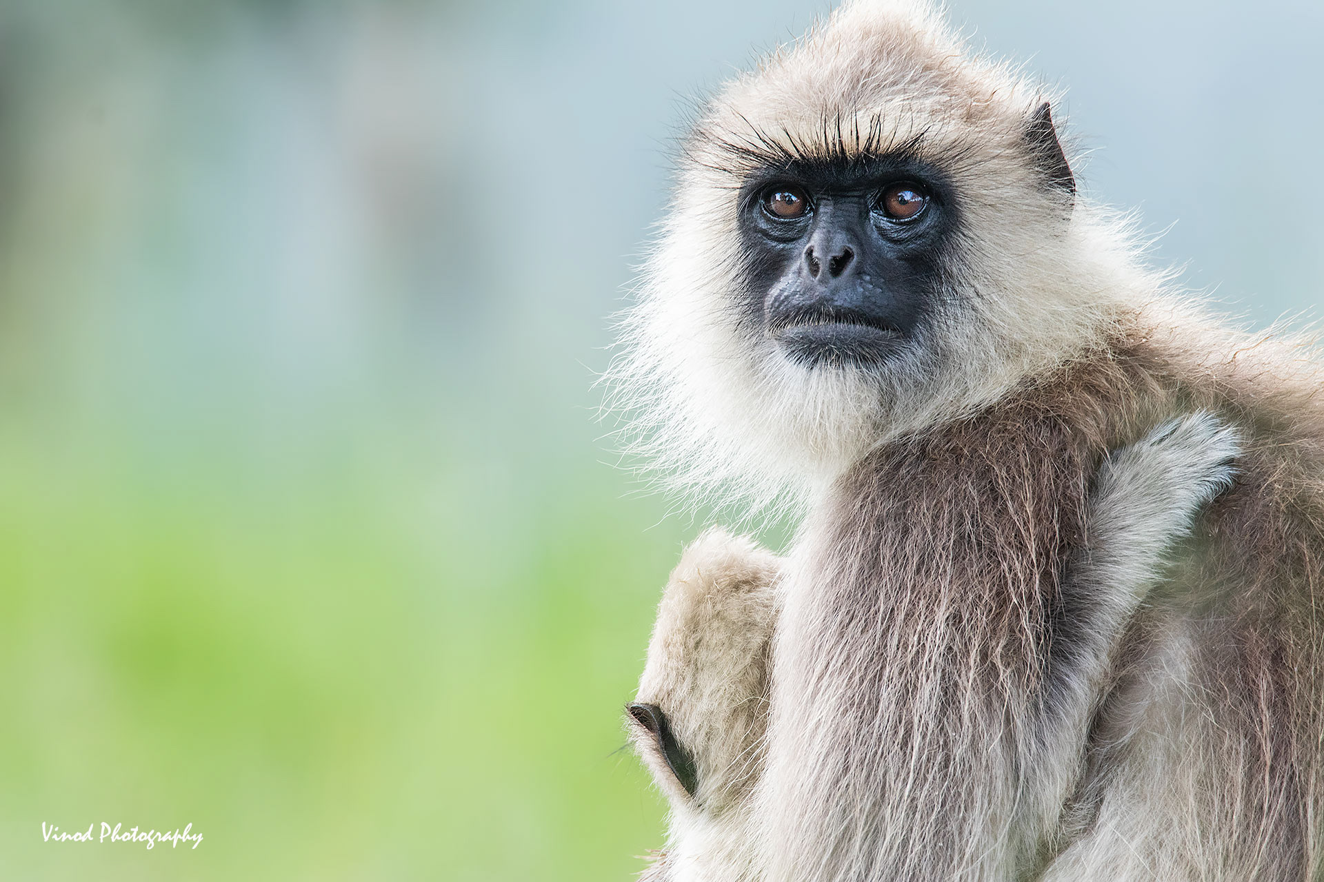 Hanuman langur