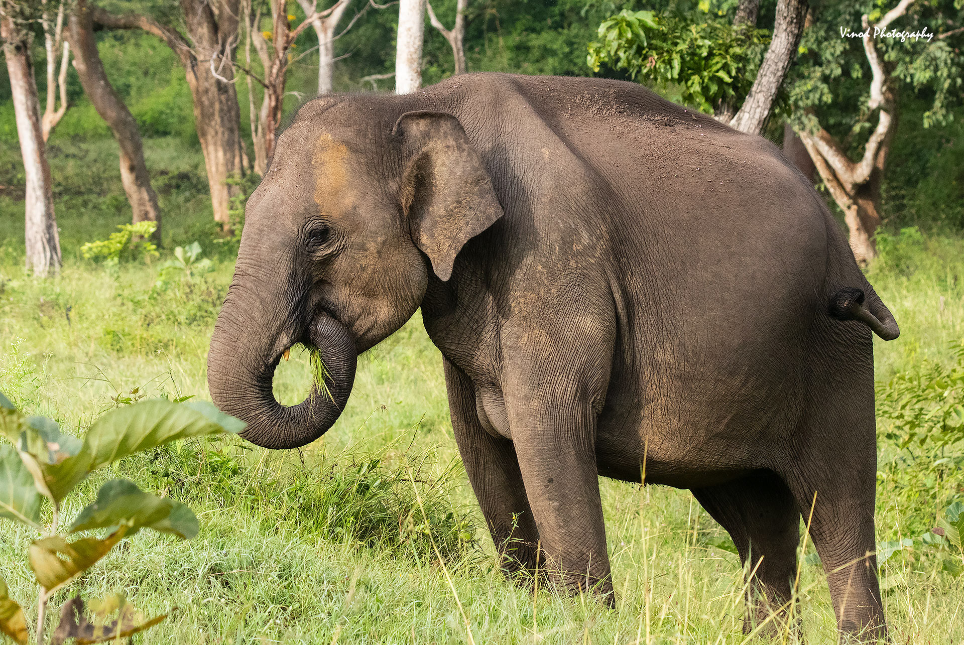 Elephant