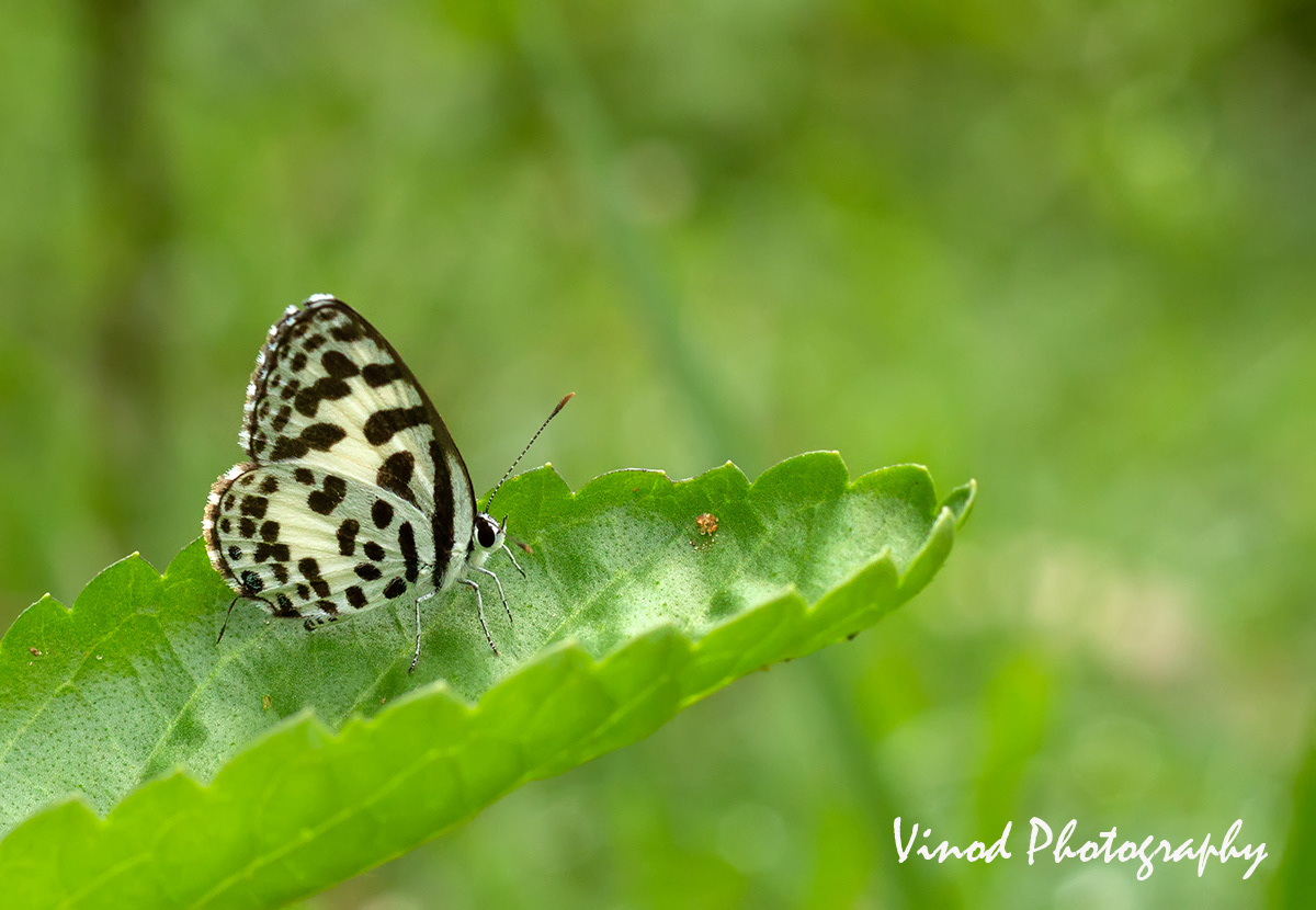 Common Pierrot