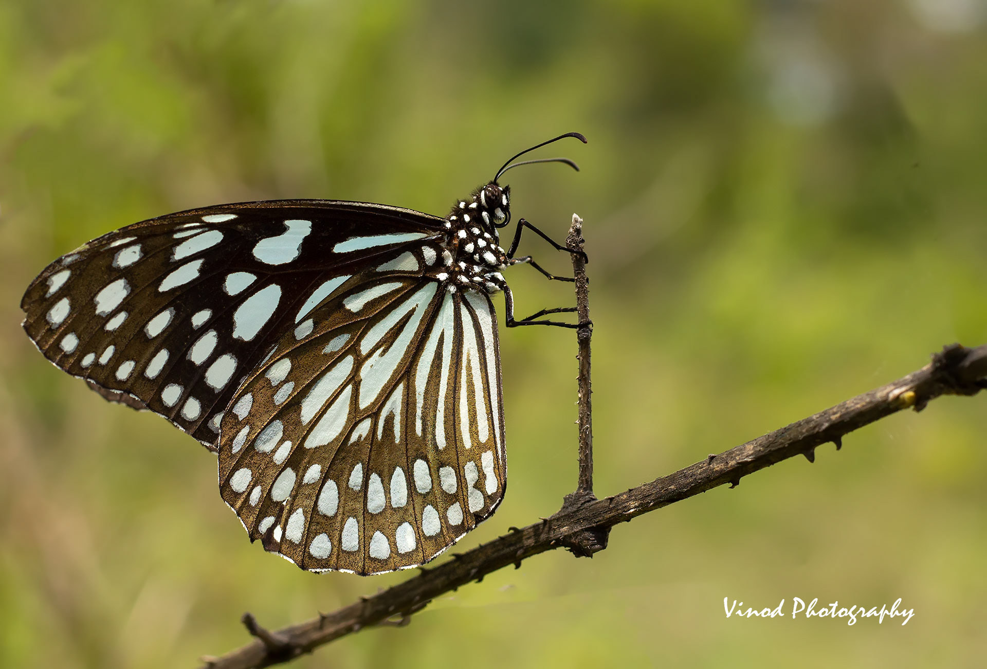 Dark Blue Tiger