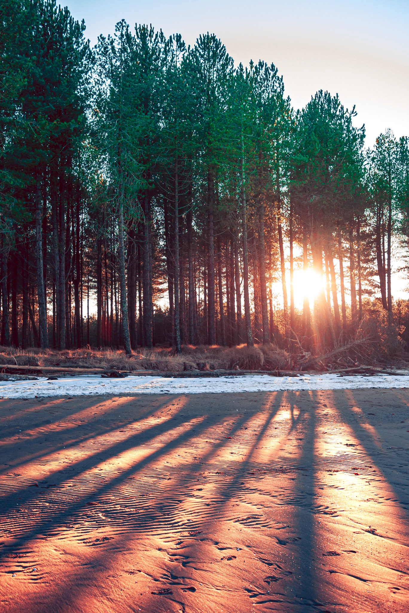 Forest Rays