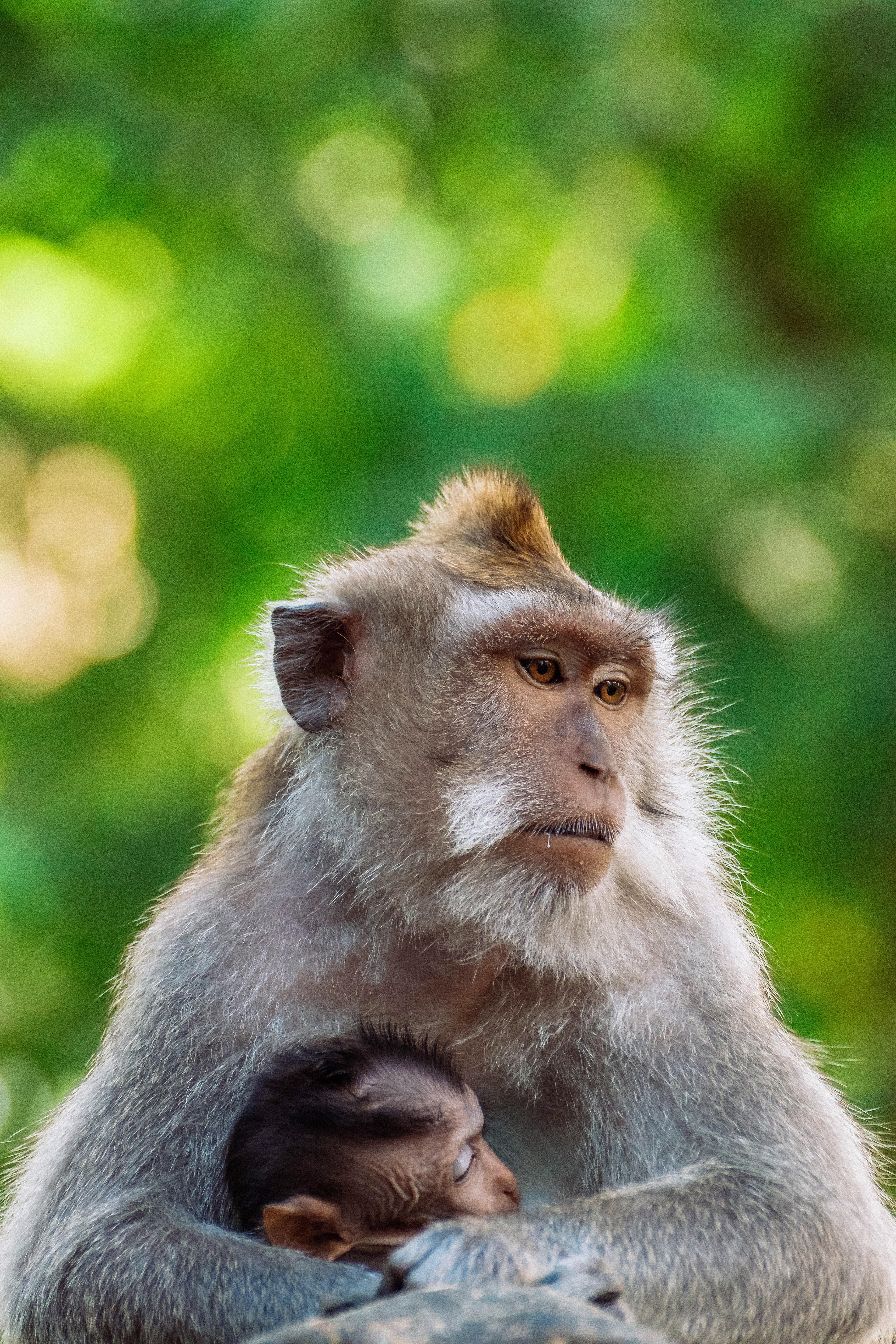 Ubud - Indonesia