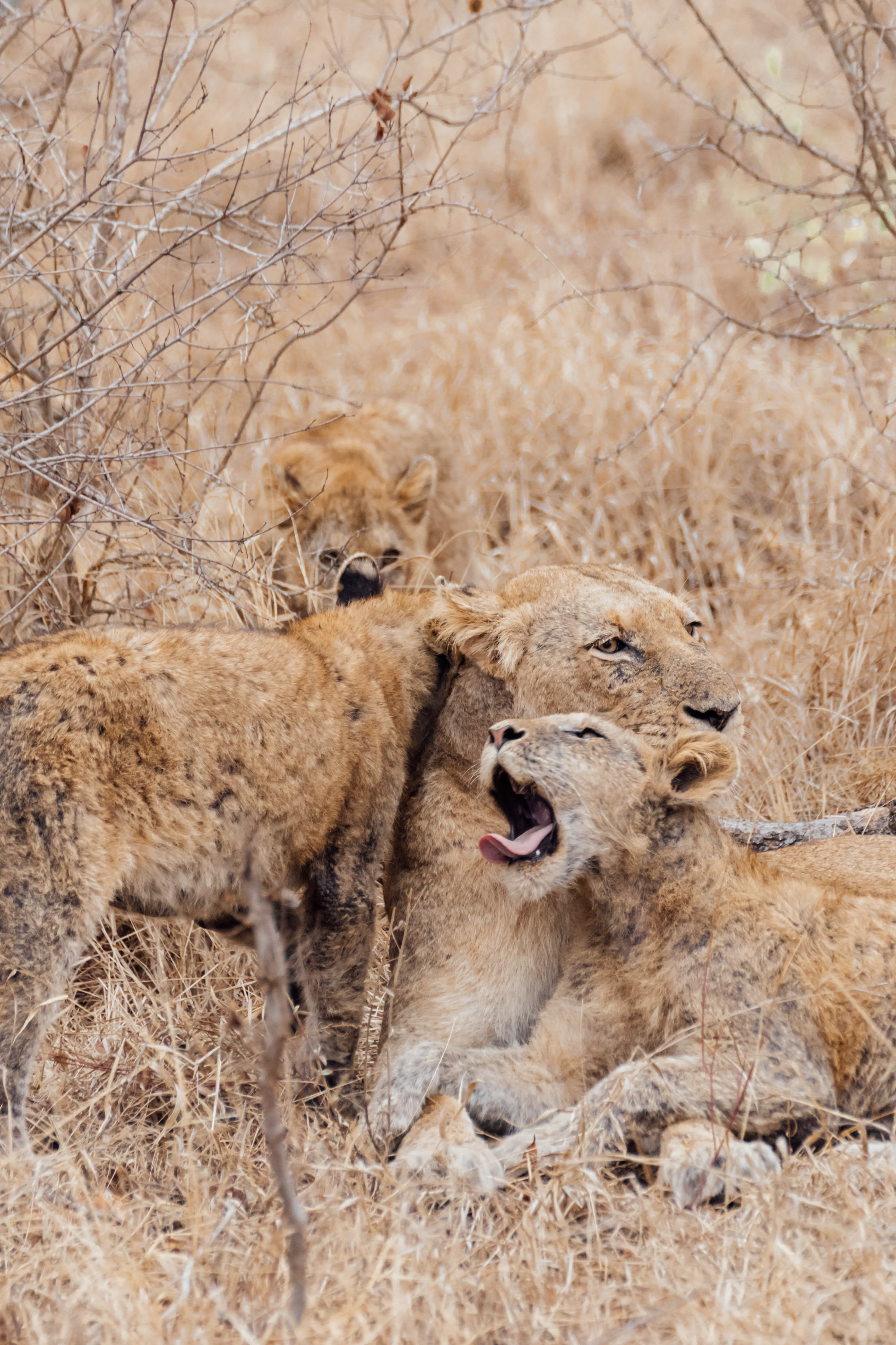 Kapama Private Game Reserve - Kruger National Park