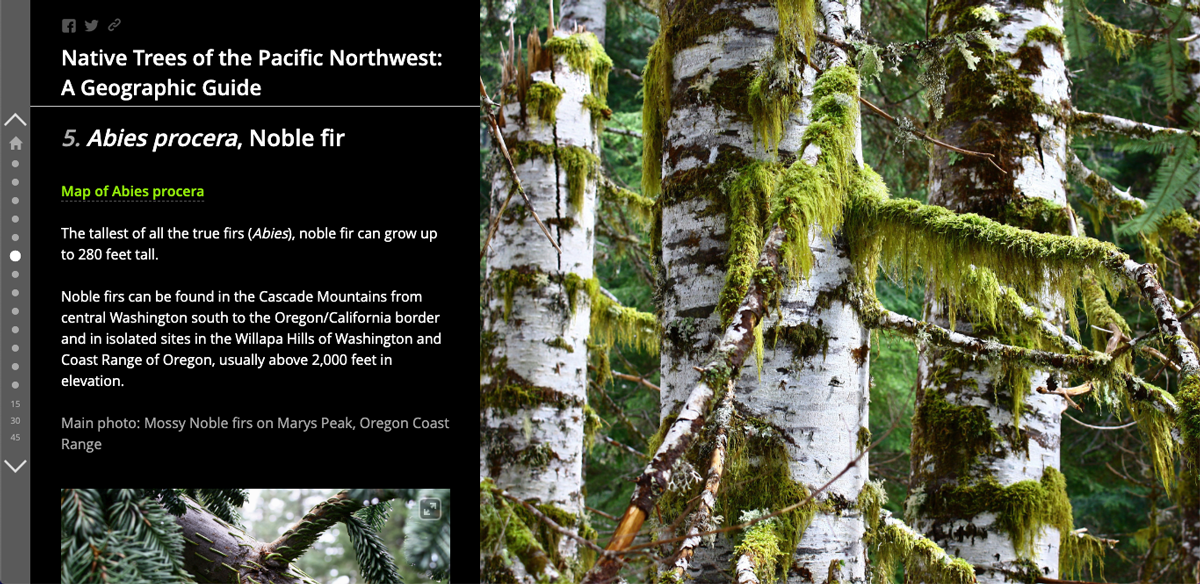 Native Trees To The Pacific Northwest