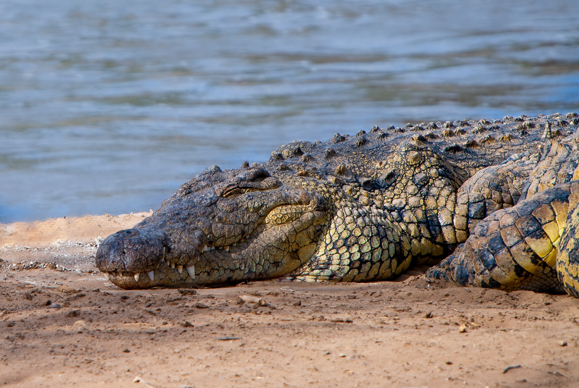 Resting Nile crocodile by the Maasai Mara river