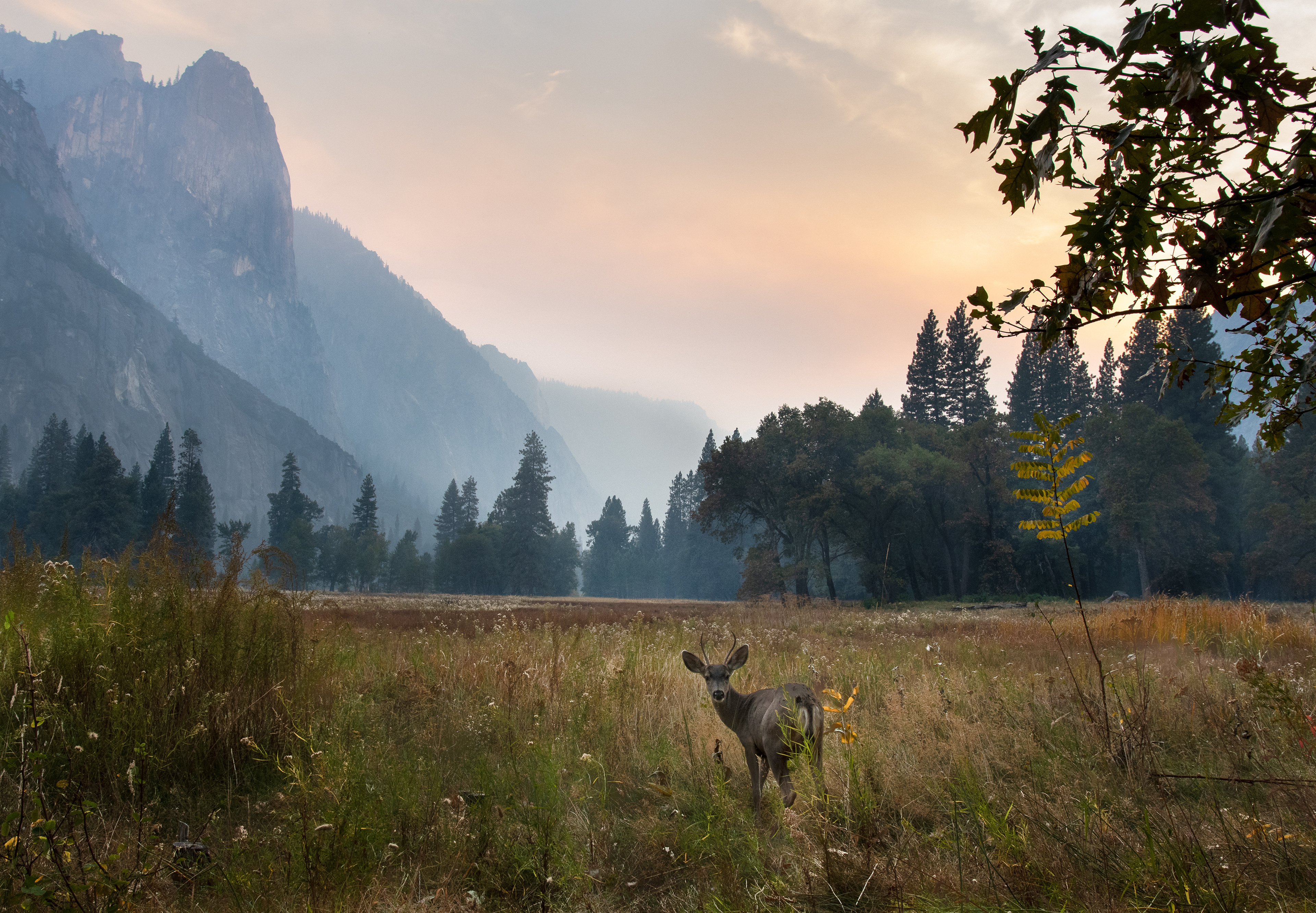 Yosemite Valley, Yosemite National Park, California