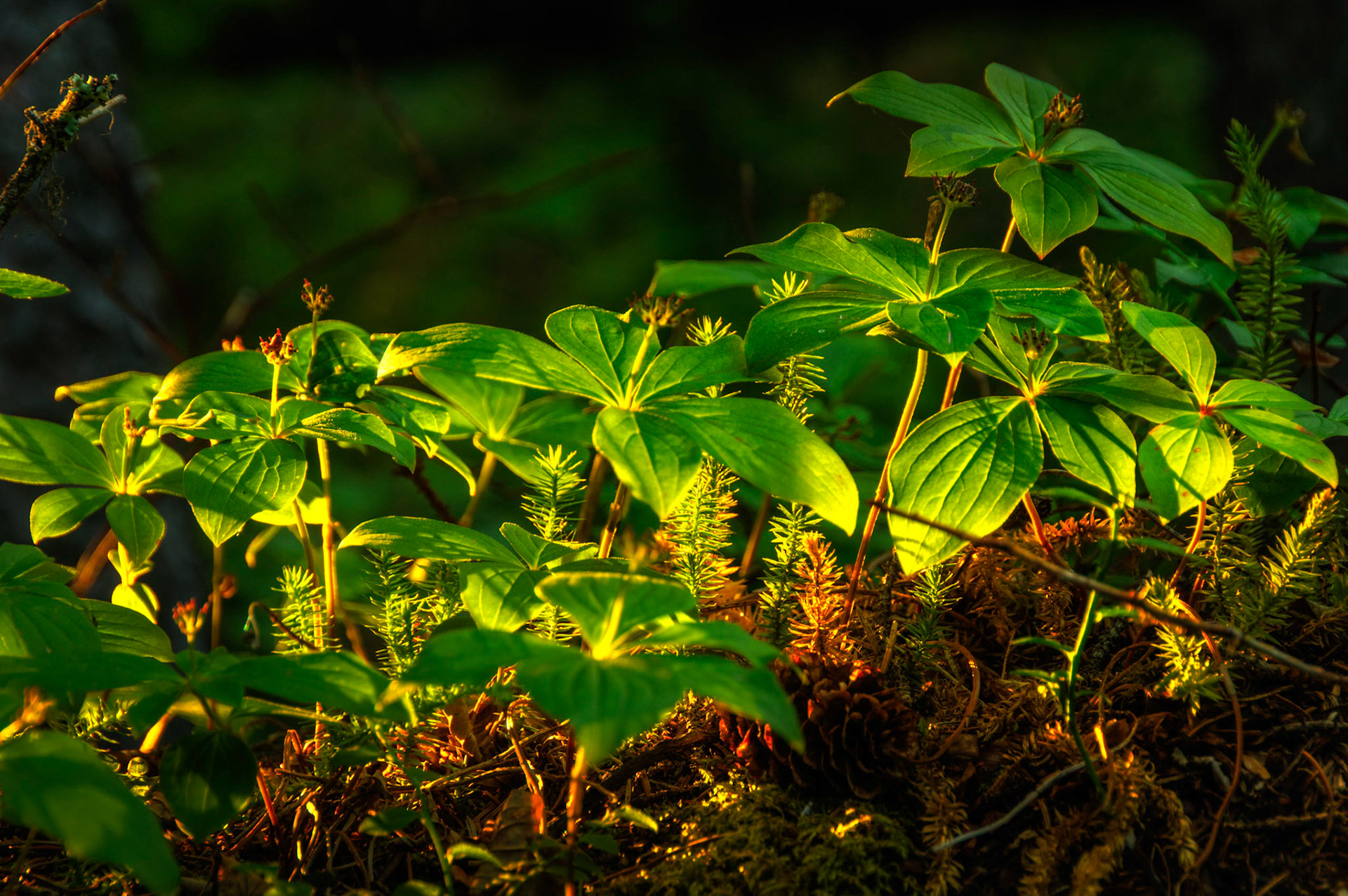Late afternoon sun catching the undersides of new growth.Waterton Lakes National ParkAugust 1, 2015This is an HDR image consisting of 5 exposures merged in Photomatix Pro. Additional processing in Lightroom and Photoshop.PENTAX K-3, Sigma 18-250mm f/3.5-6.3 DC OS HSMISO 400 148 mm  ¹⁄₁₃ sec at ƒ / 8.0