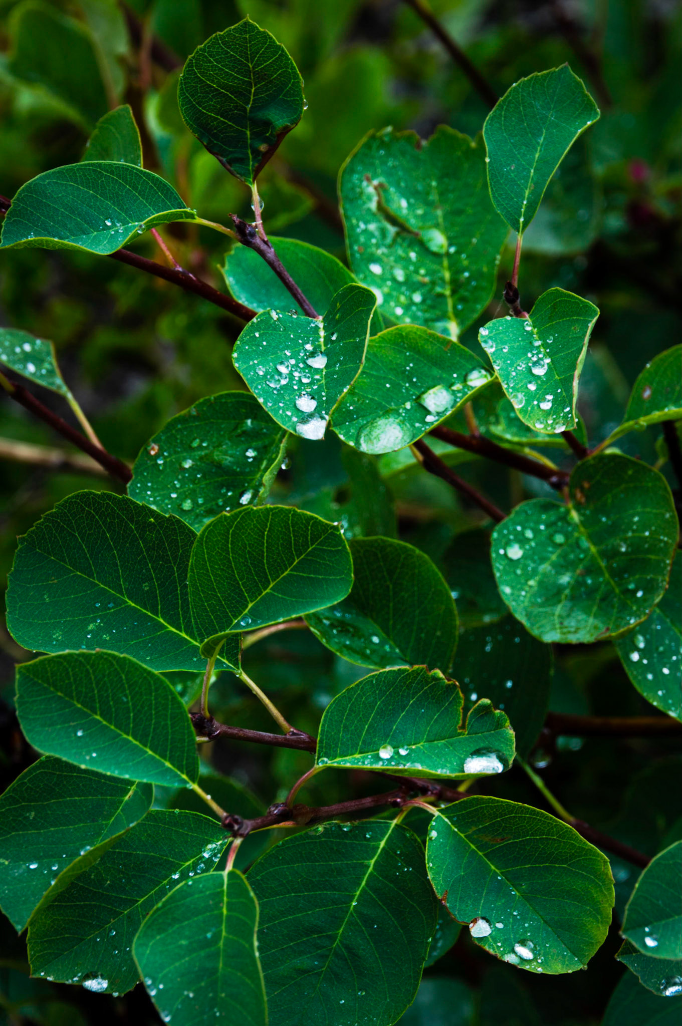 Shortly after an afternoon rain shower, near Swiftcurrent Falls.Glacier National ParkJuly 27, 2015PENTAX K-3, Sigma 18-250mm f/3.5-6.3 DC OS HSMISO 100 95 mm  0.3 sec at ƒ / 11