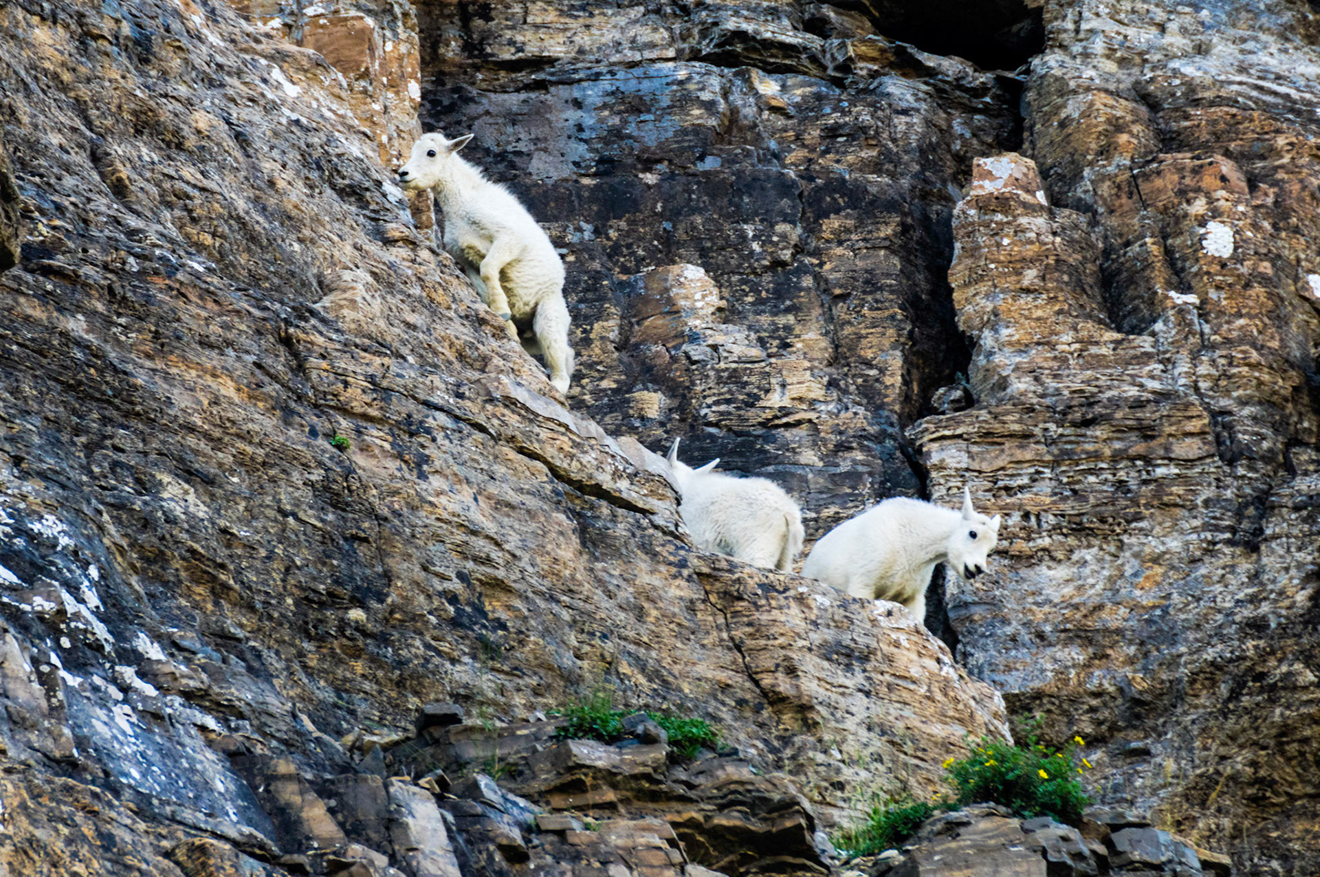 A few kids of an extended family of mountain goats living near Logan Pass.Glacier National ParkJuly 31, 2015PENTAX K-3, Sigma 50-500mm f/4.5-6.3 APO DG OS HSM SLDISO 800 410 mm  ¹⁄₁₀₀ sec at ƒ / 8.0