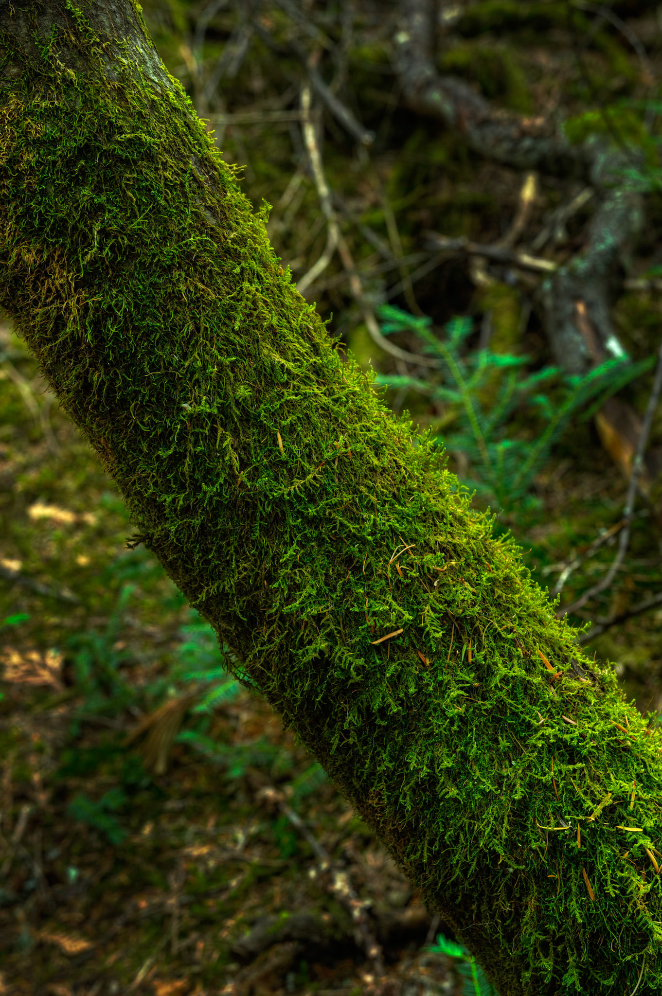 Along the Trail of the Cedars trail.Glacier National ParkJuly 27, 2015This is an HDR image consisting of 5 exposures merged in Photomatix Pro. Additional processing in Lightroom and Photoshop.PENTAX K-3, Sigma 18-35mm f/1.8 DC HSM ArtISO 100 35 mm  1.6 sec at ƒ / 6.3