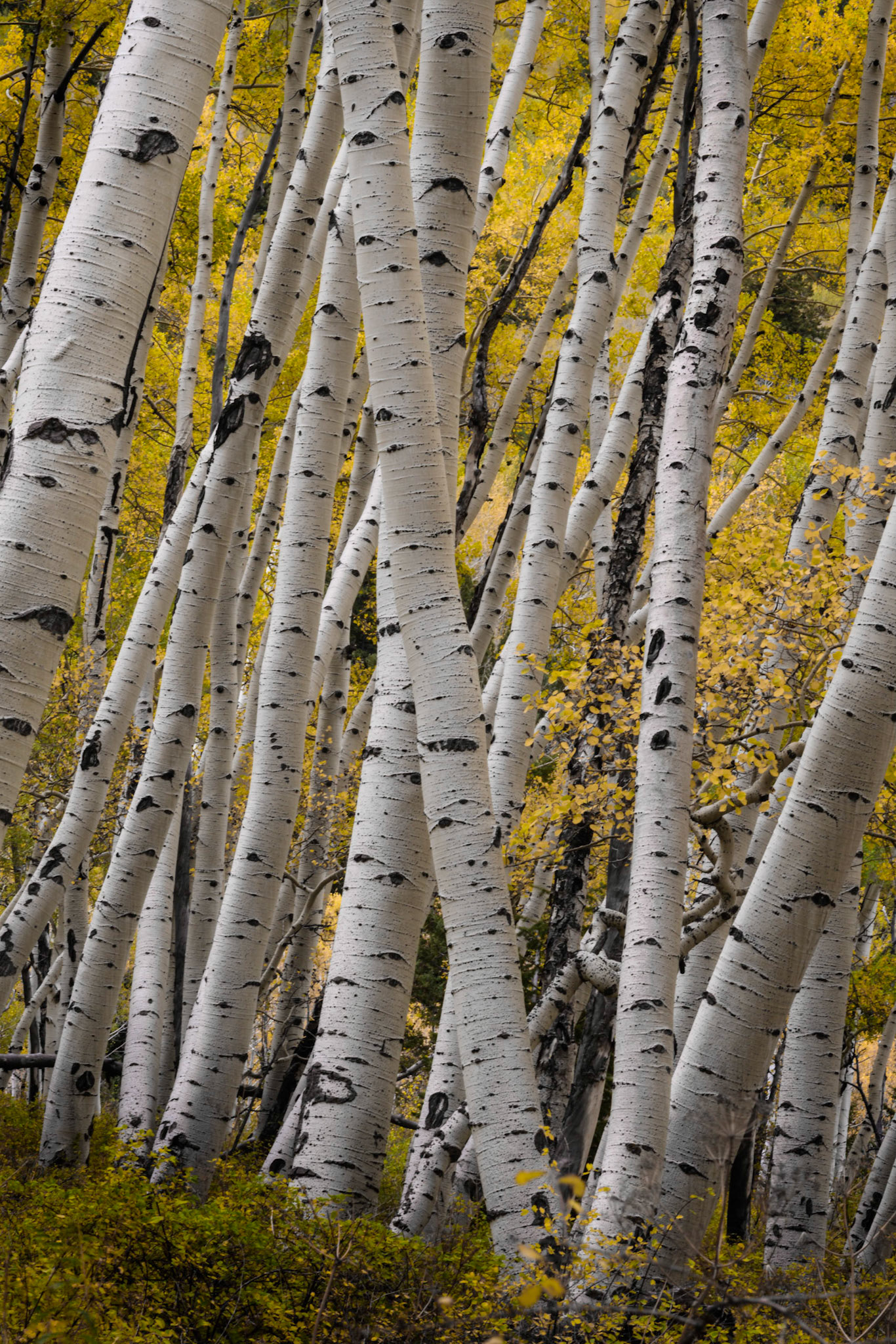 Aspens in the Uncompahgre National Forest, along Last Dollar Road.Uncompahgre National ForestColoradoSeptember 27, 2017PENTAX K-1, TAMRON 28-300mm F3.5-6.3 Ultra zoom XRISO 100 100 mm  0.3 sec at ƒ / 22
