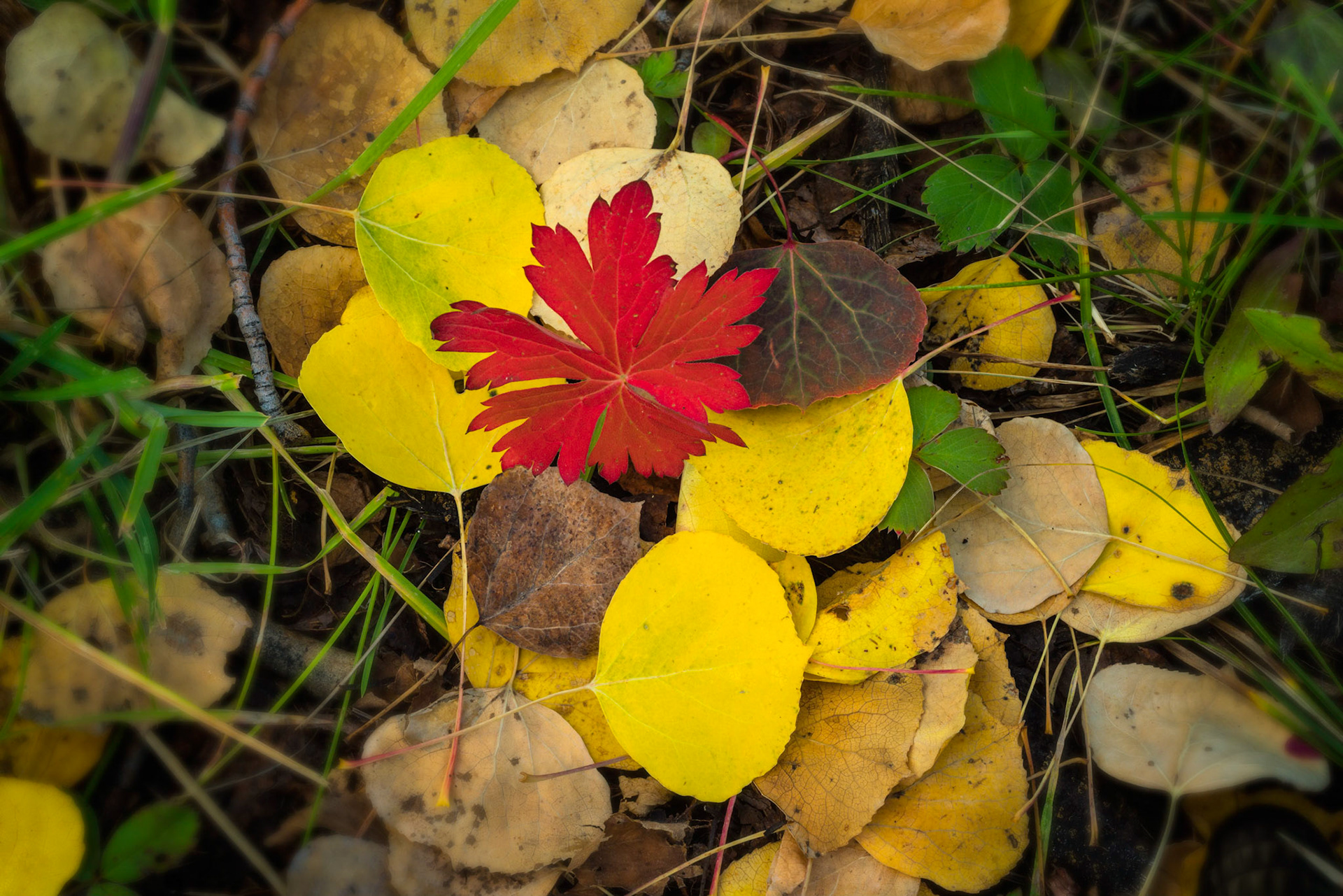 A lone red leaf stands out amoungst the fallen yellow aspen leaves.Autumn in Colorado is dominated by the yellow/orange colors of aspen and cottonwood trees.  But occasionally, one can find patches of red in there as well.  In this case, it was found on a very small scale in leaf litter of an aspen grove.Uncompahgre National ForestColoradoSeptember 29, 2017PENTAX K-1, smc PENTAX-F MACRO 50mm F2.8ISO 100 50 mm  0.4 sec at ƒ / 16
