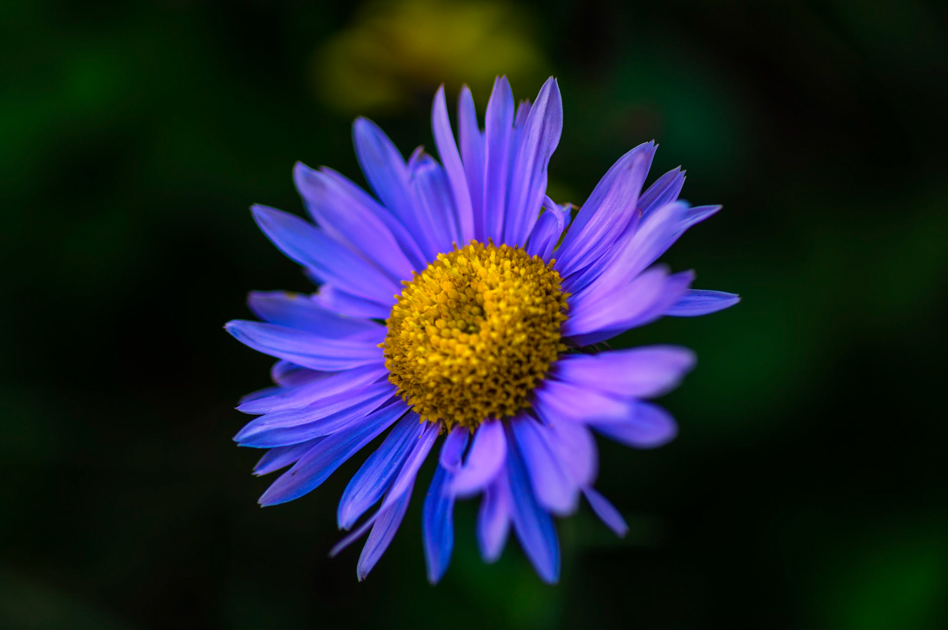 An Alpine Aster in the shade of the boardwalk on the Hidden Lake overview trail, near Logan Pass.Glacier National ParkJuly 31, 2015PENTAX K-3, smc PENTAX-F MACRO 50mm F2.8ISO 100 50 mm  ¹⁄₁₆₀ sec at ƒ / 2.8