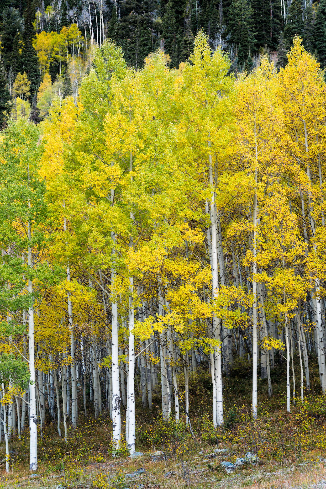Another grove of aspens near Crystal Lake, in the San Juan Mountains.Uncompahgre National ForestColoradoSeptember 27, 2017PENTAX K-1, TAMRON 28-300mm F3.5-6.3 Ultra zoom XRISO 100 85 mm  1.6 sec at ƒ / 11