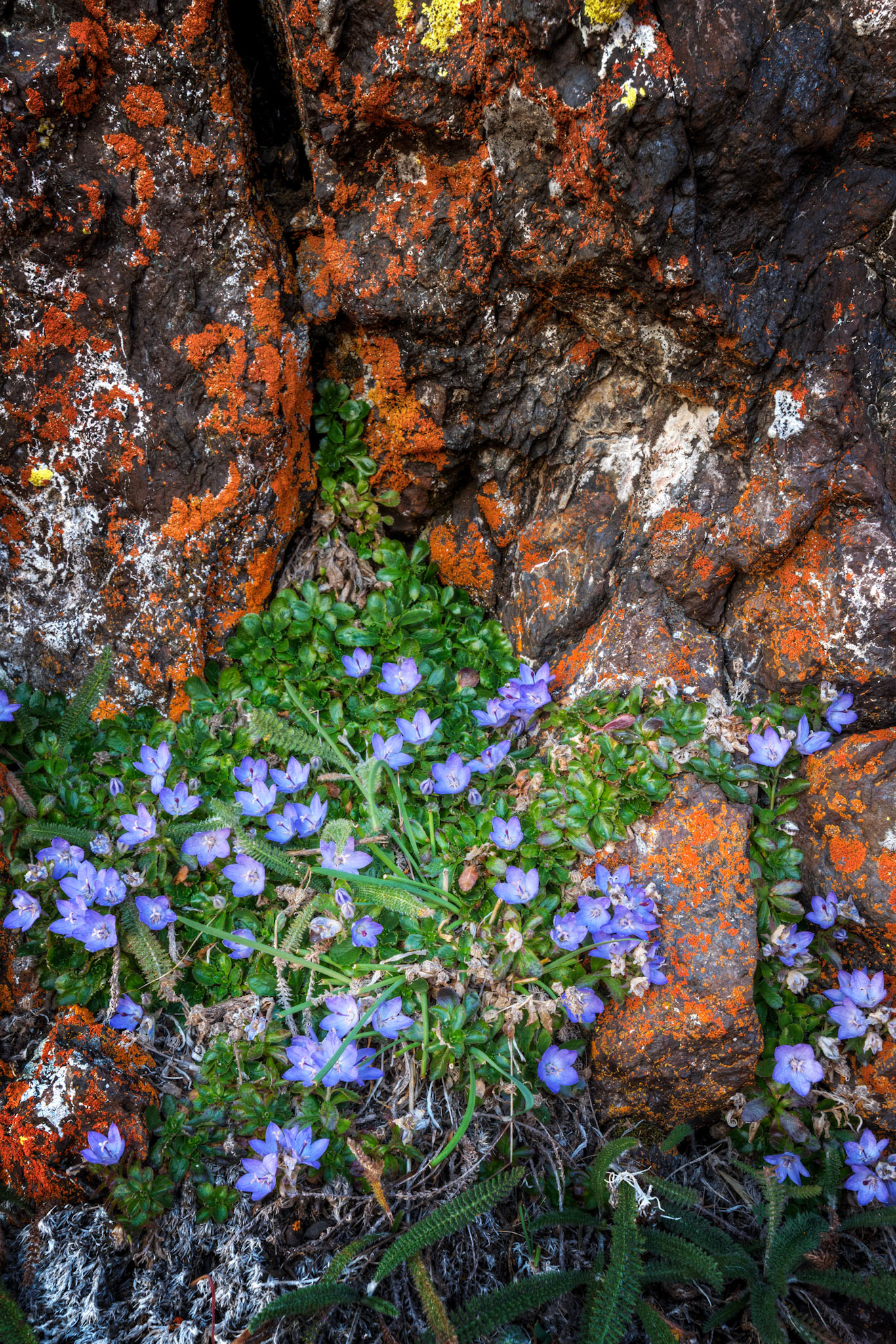 Olympic Bellflower (Campanula piperi) growing in a rock outcropping on Blue Mountain.Olympic National ParkWashingtonAugust 1, 2016This is an HDR image consisting of 5 exposures merged in Photomatix Pro. Additional processing in Lightroom and Photoshop.PENTAX K-1, HD PENTAX-D FA 15-30mm F2.8ED SDM WRISO 100 25 mm  0.4 sec at ƒ / 18