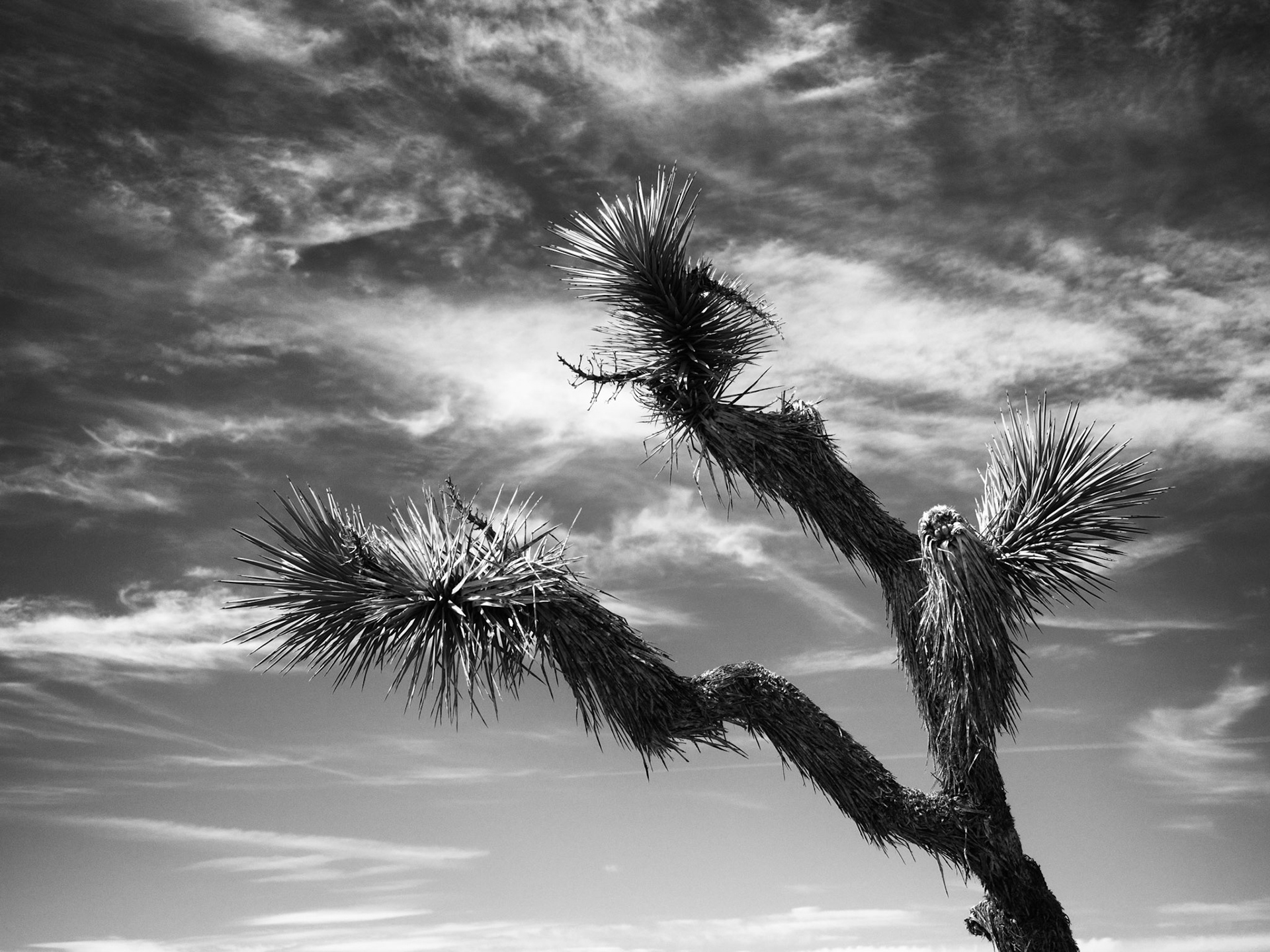 Joshua Tree and Clouds, Windswept
