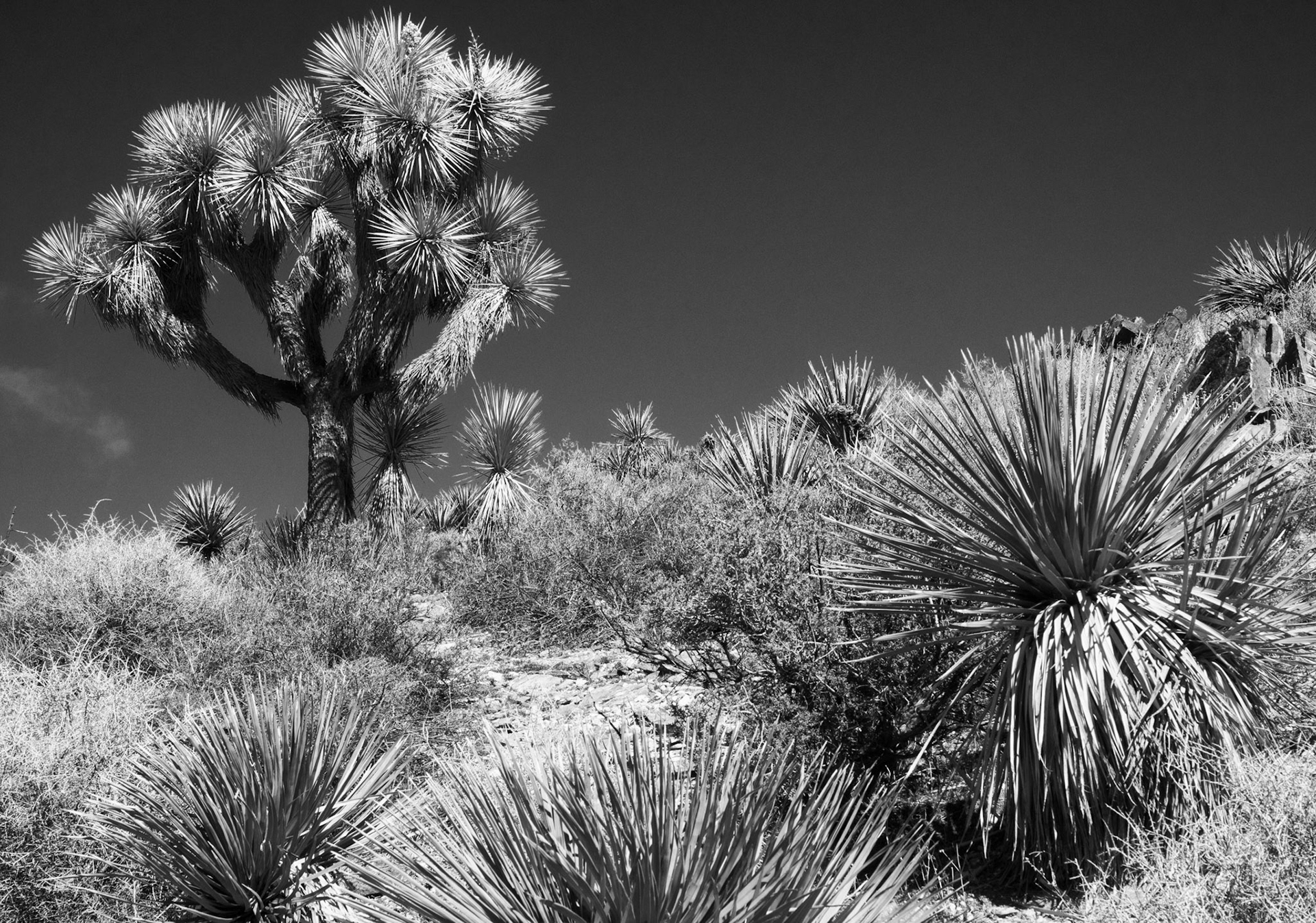 Joshua Tree Desert Floor