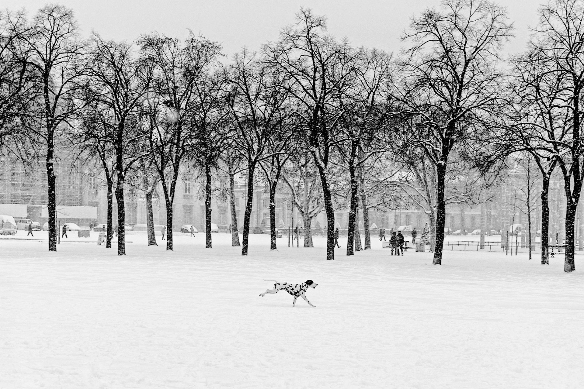 Dalmatien champ de mars