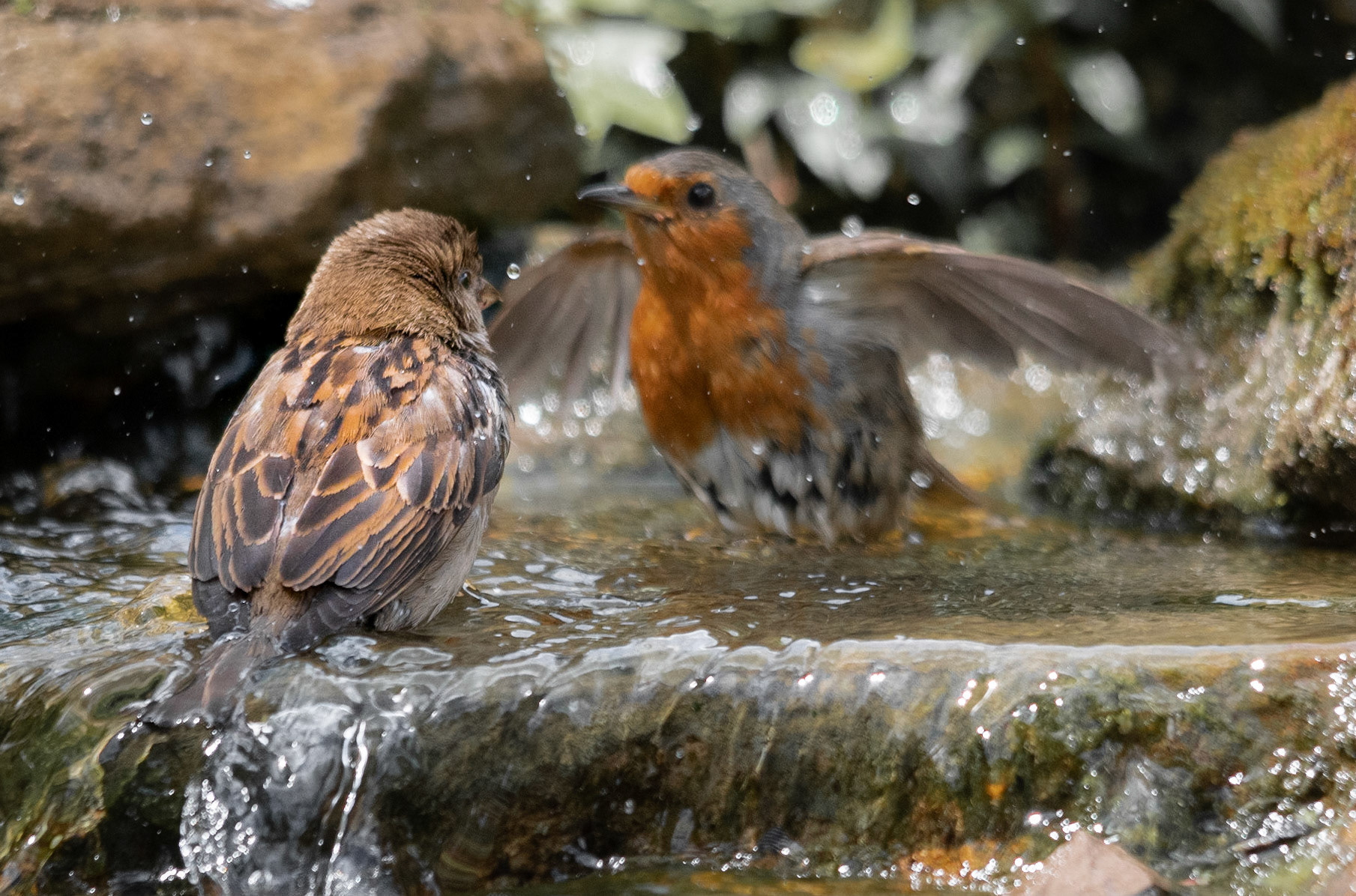 Dunnock v Robin