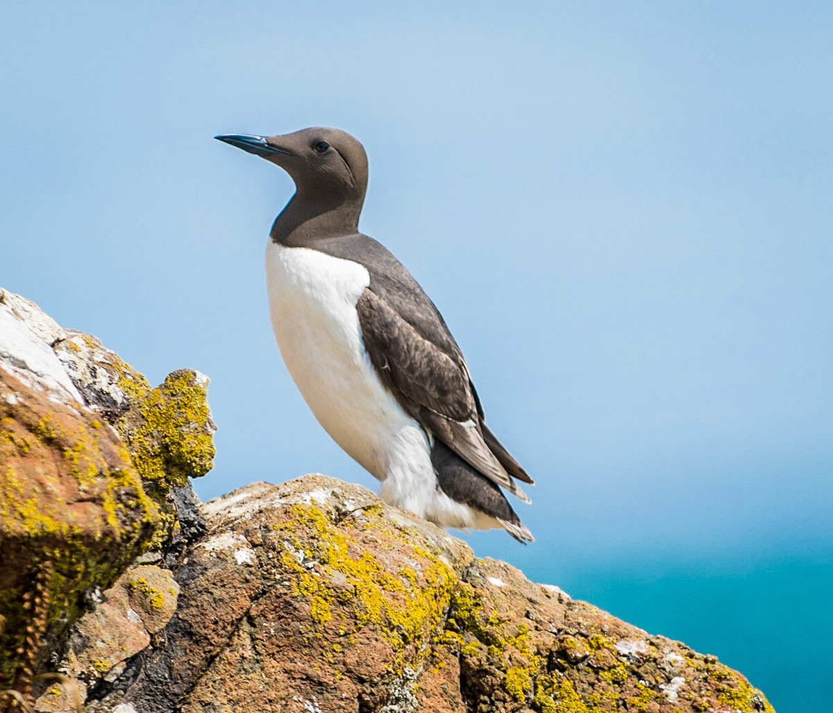Guillemot