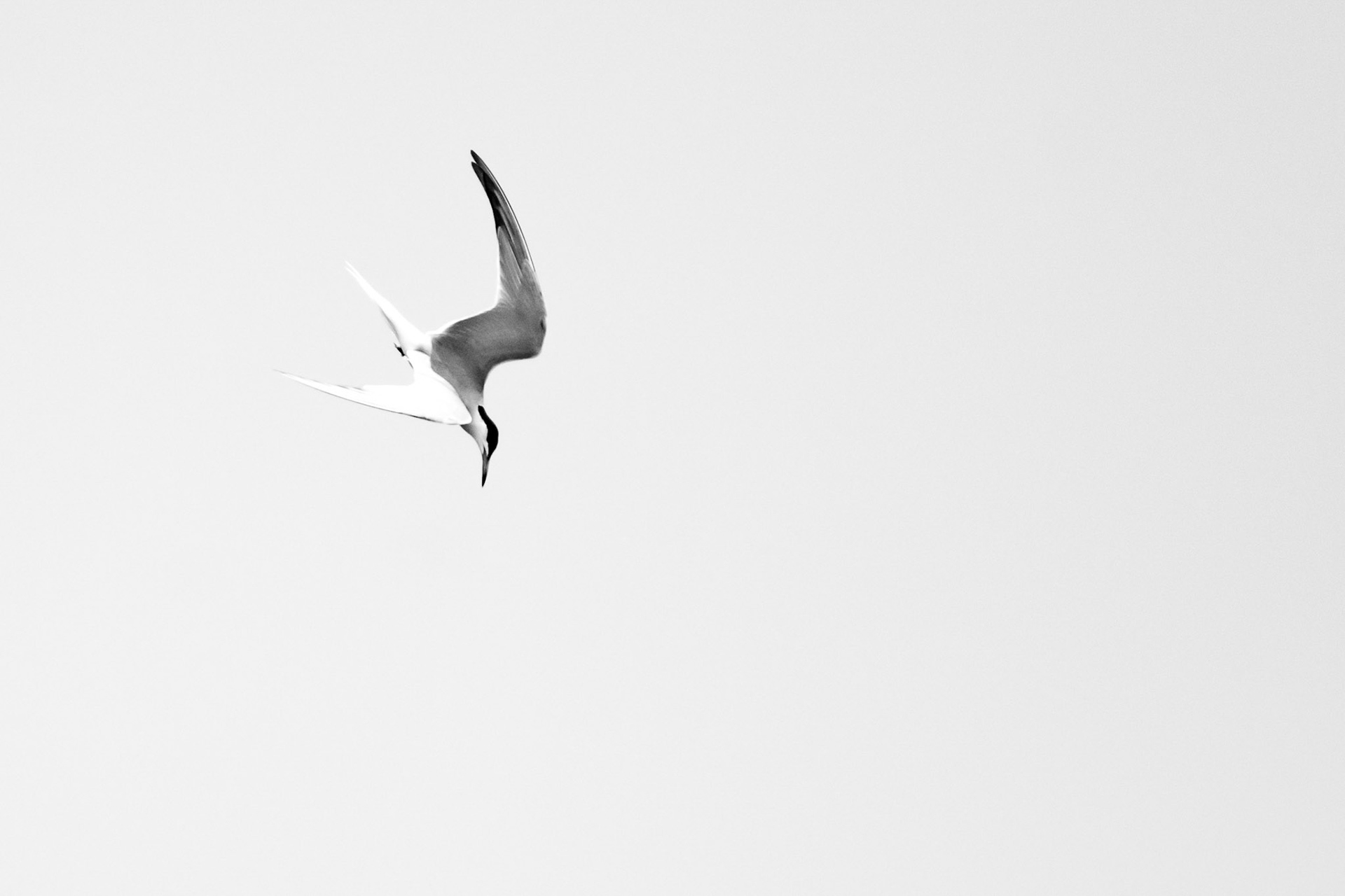 Tern Diving