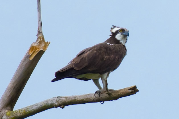 Osprey