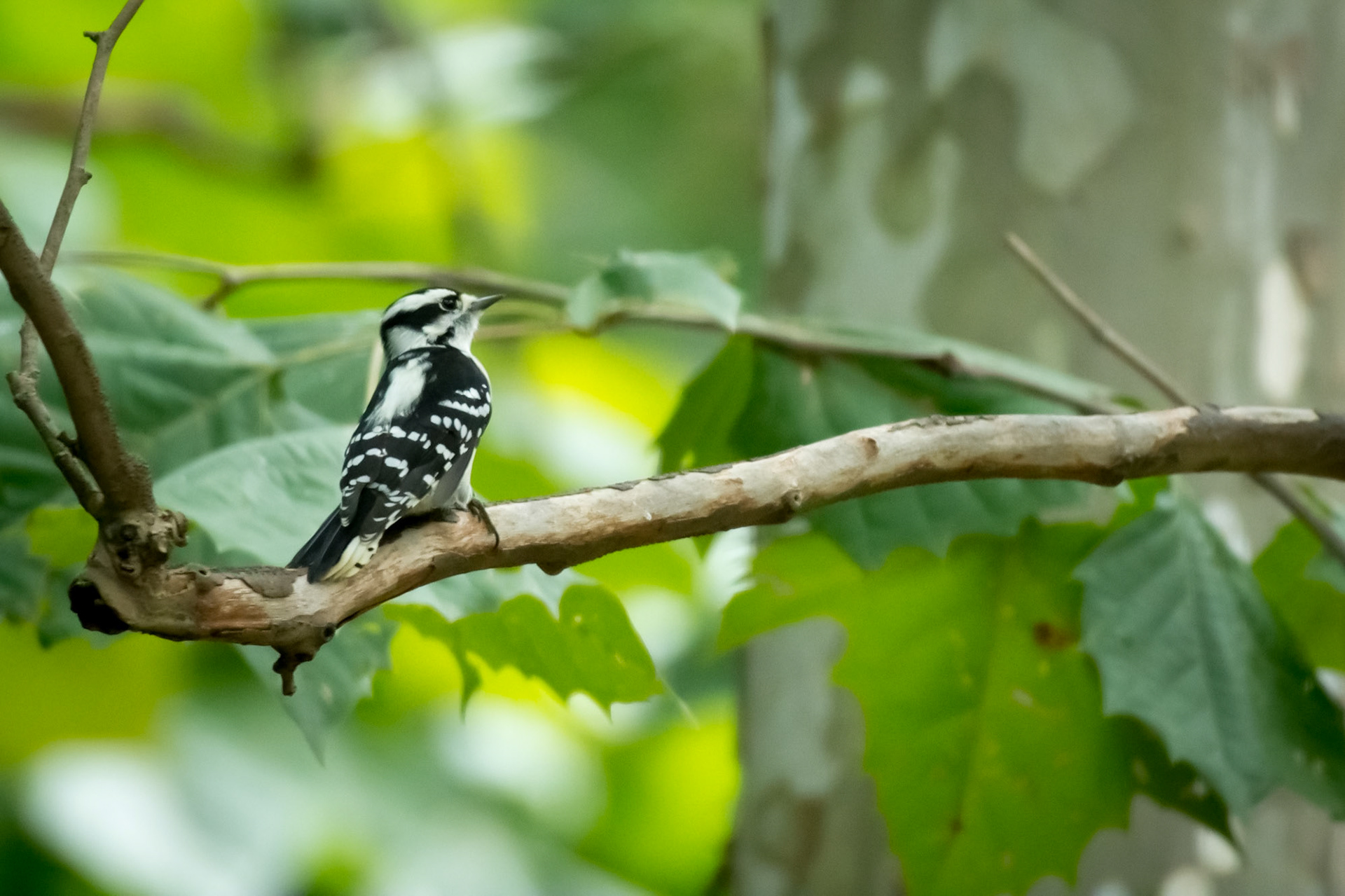 Downy Woodpecker