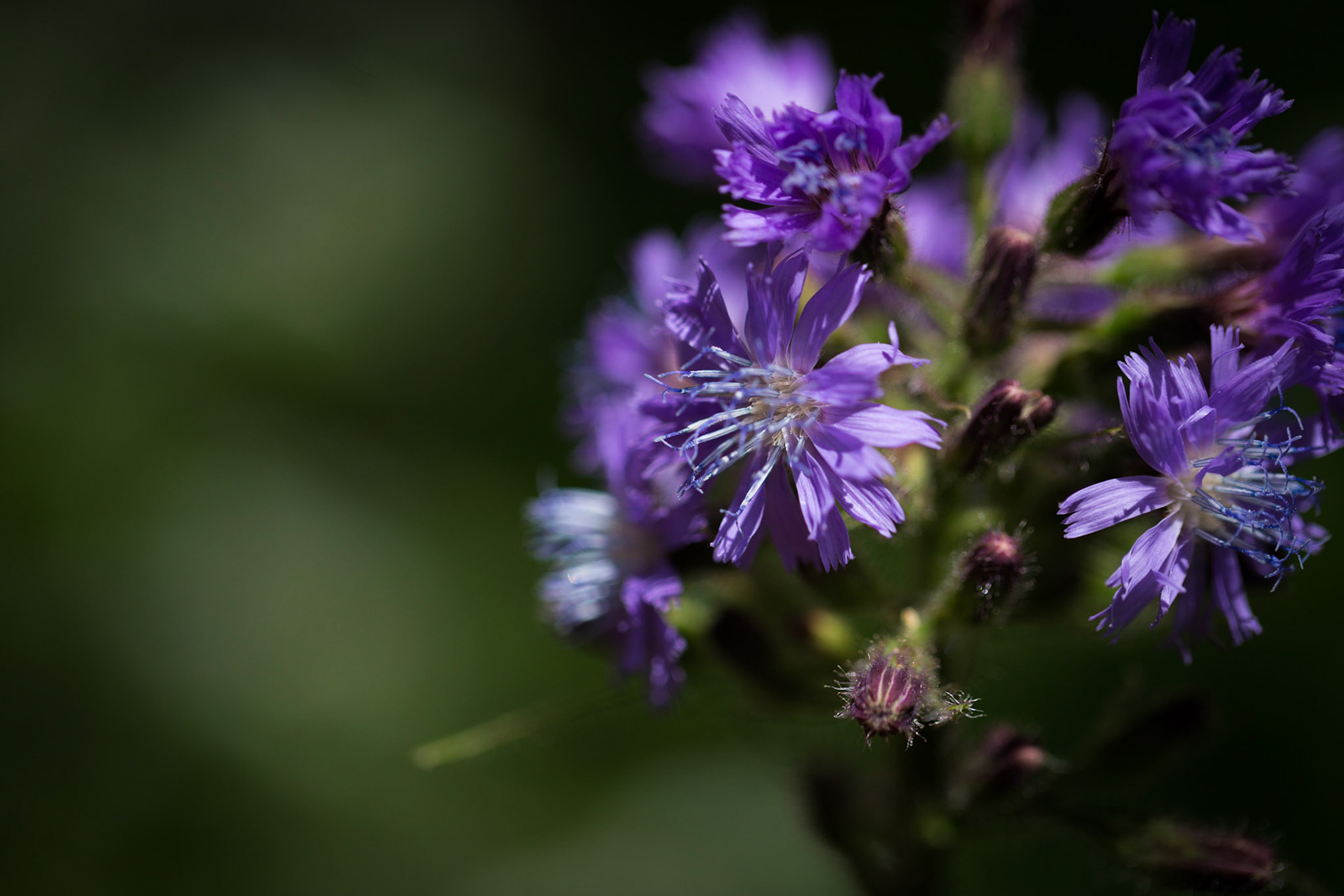 Close up shot of alpine flower with many individual fringes in variants of purple.