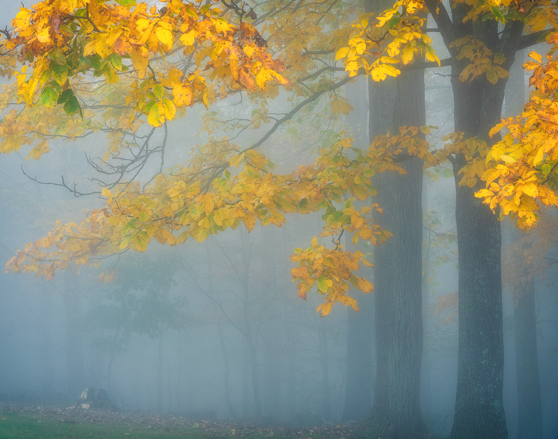 Foliage in the fog