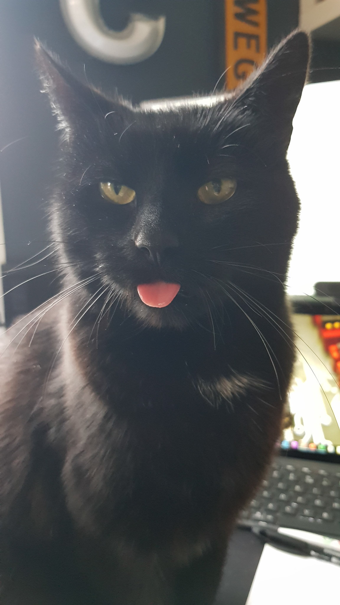 Cats and Teams