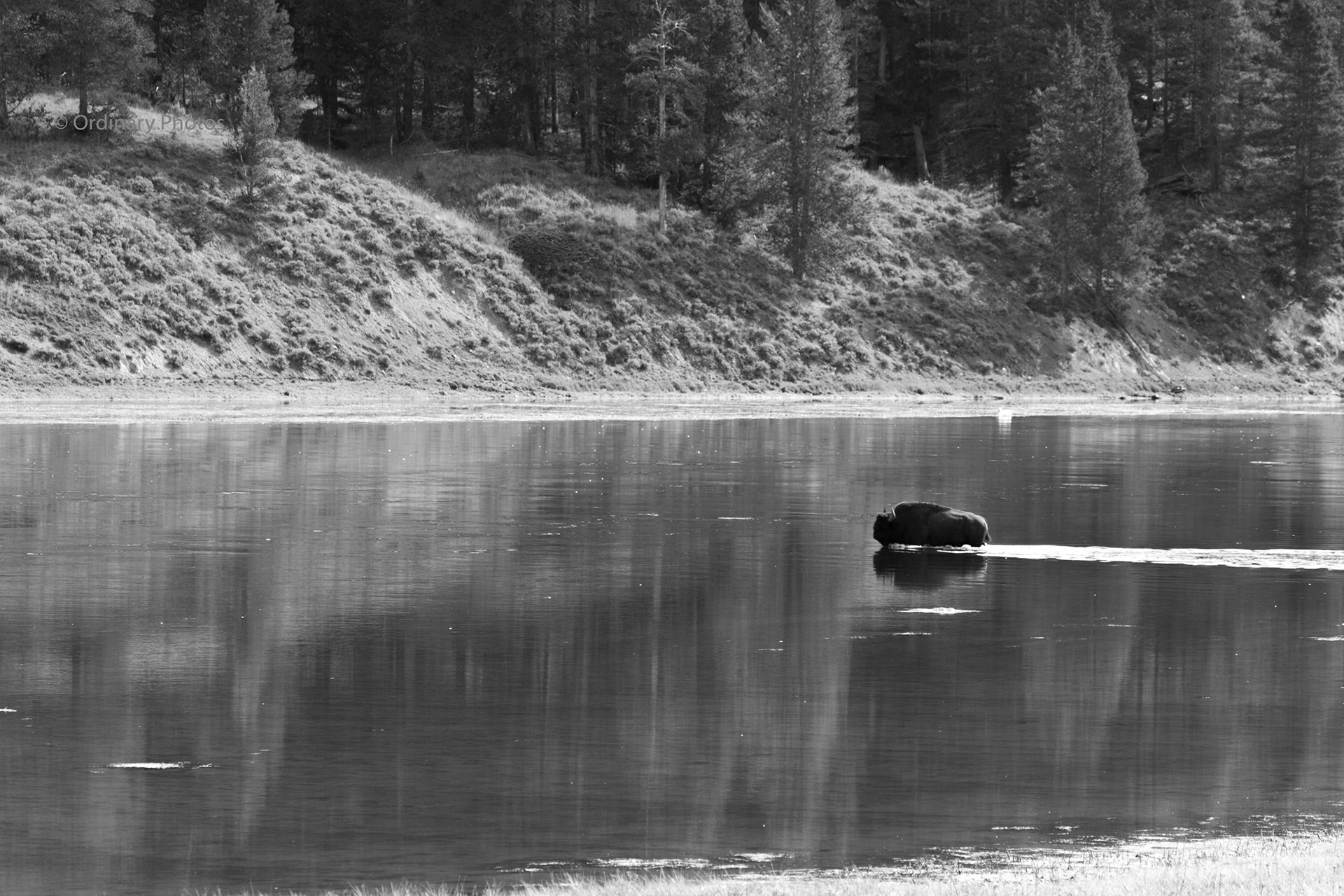 Een bison die een rivier oversteekt in Yellowstone National Park