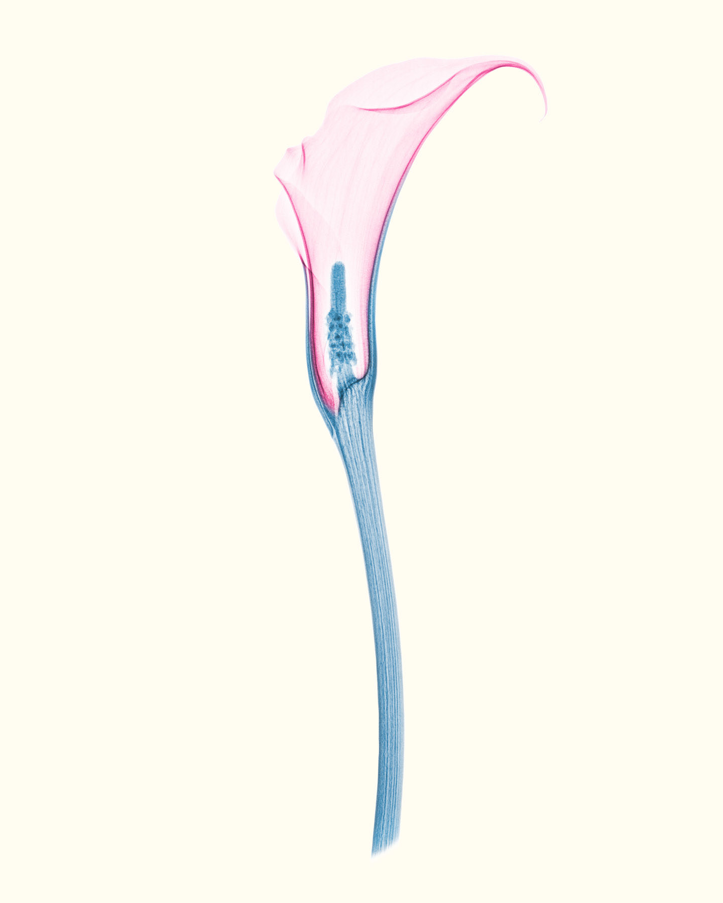 Calla